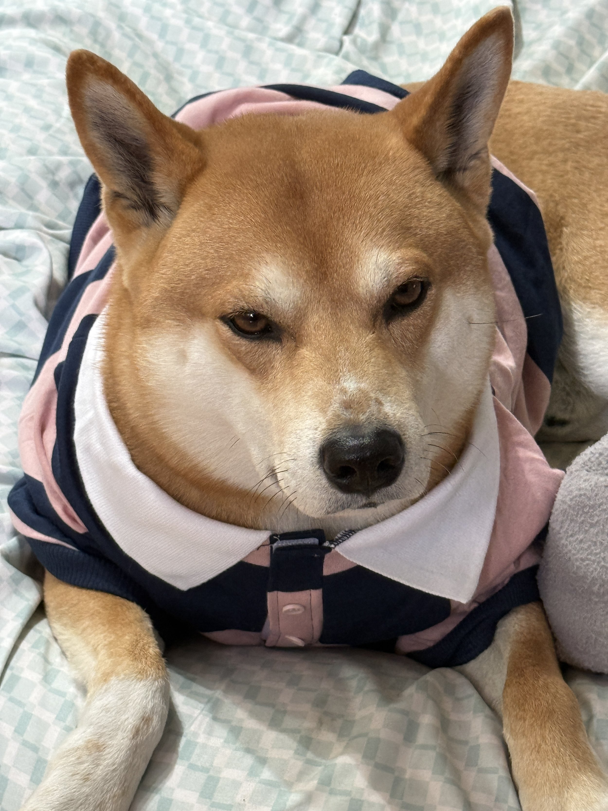 My orange shiba inu in a striped polo shirt