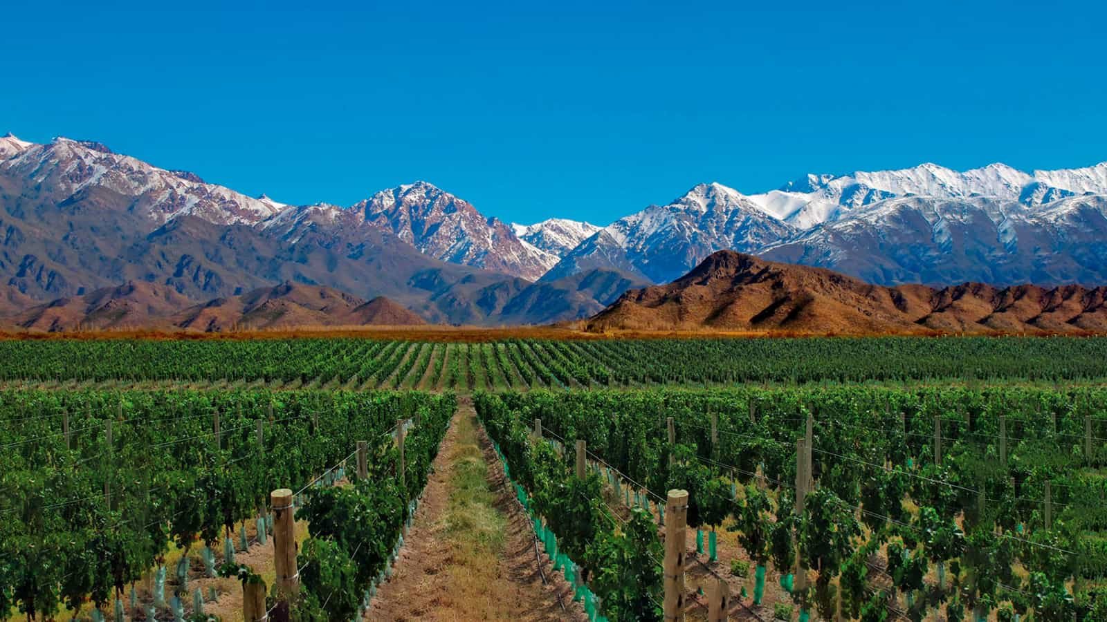 Valentine's Day Wine Dinner : Exploring South America