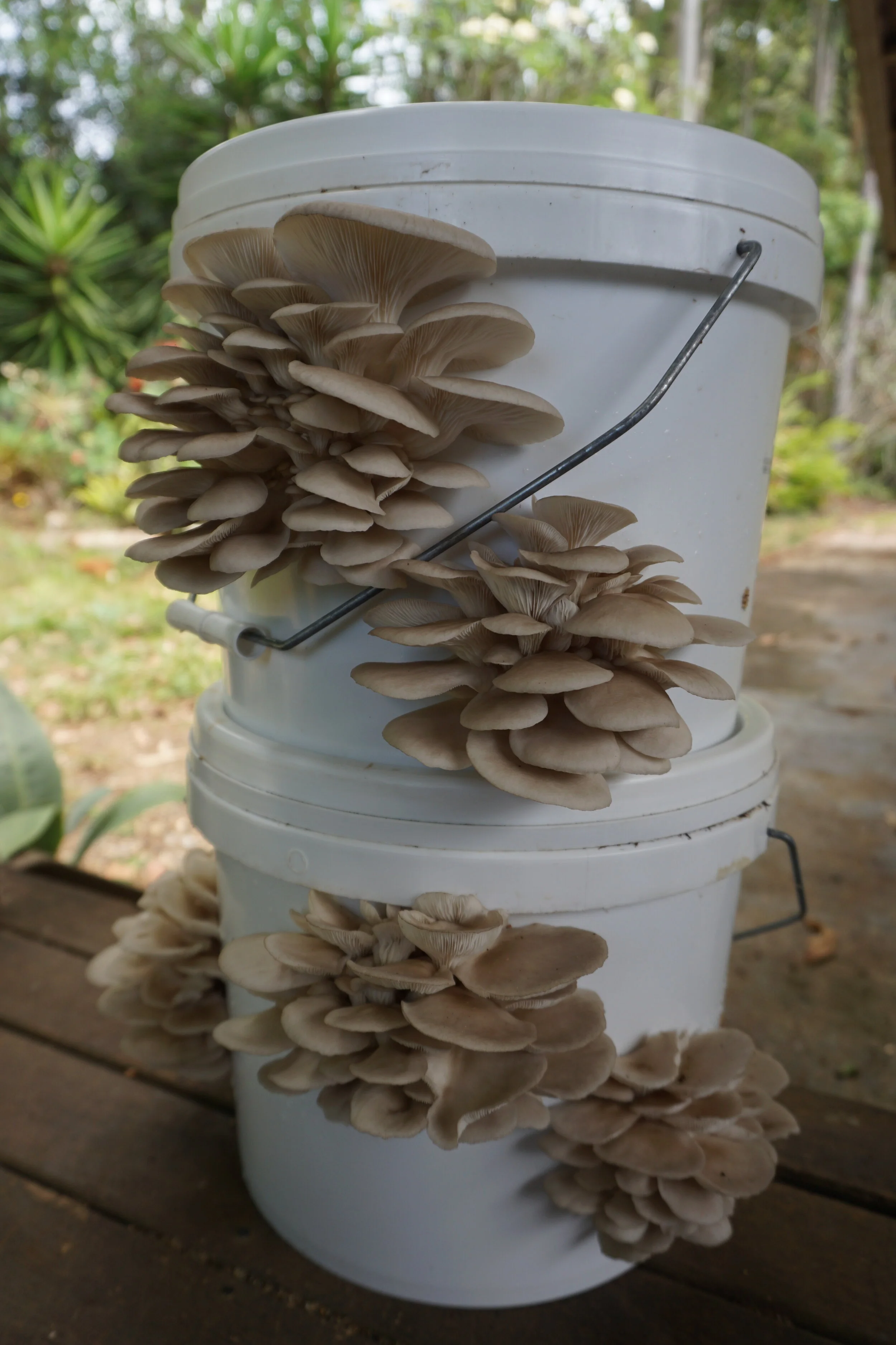 Caring for your Oyster Bucket — Alchemystic Fungi
