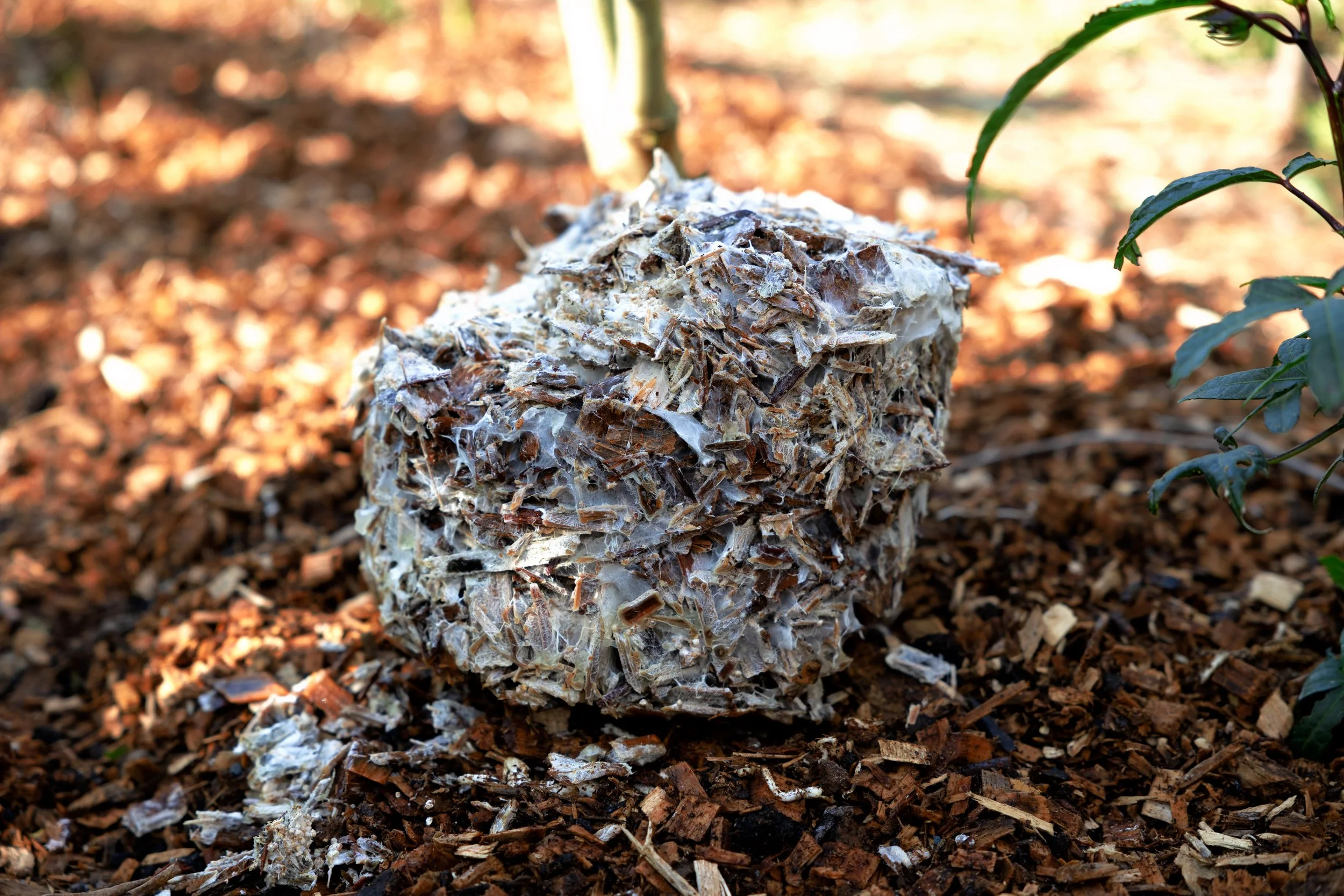 log inoculation | shiitake log | turkey tail log | growing mushrooms on hardwood log | food forest | mushroom in garden | gardening with mushrooms | mycelium | eucalyptus | oyster mushroom | agro ecology | bunya