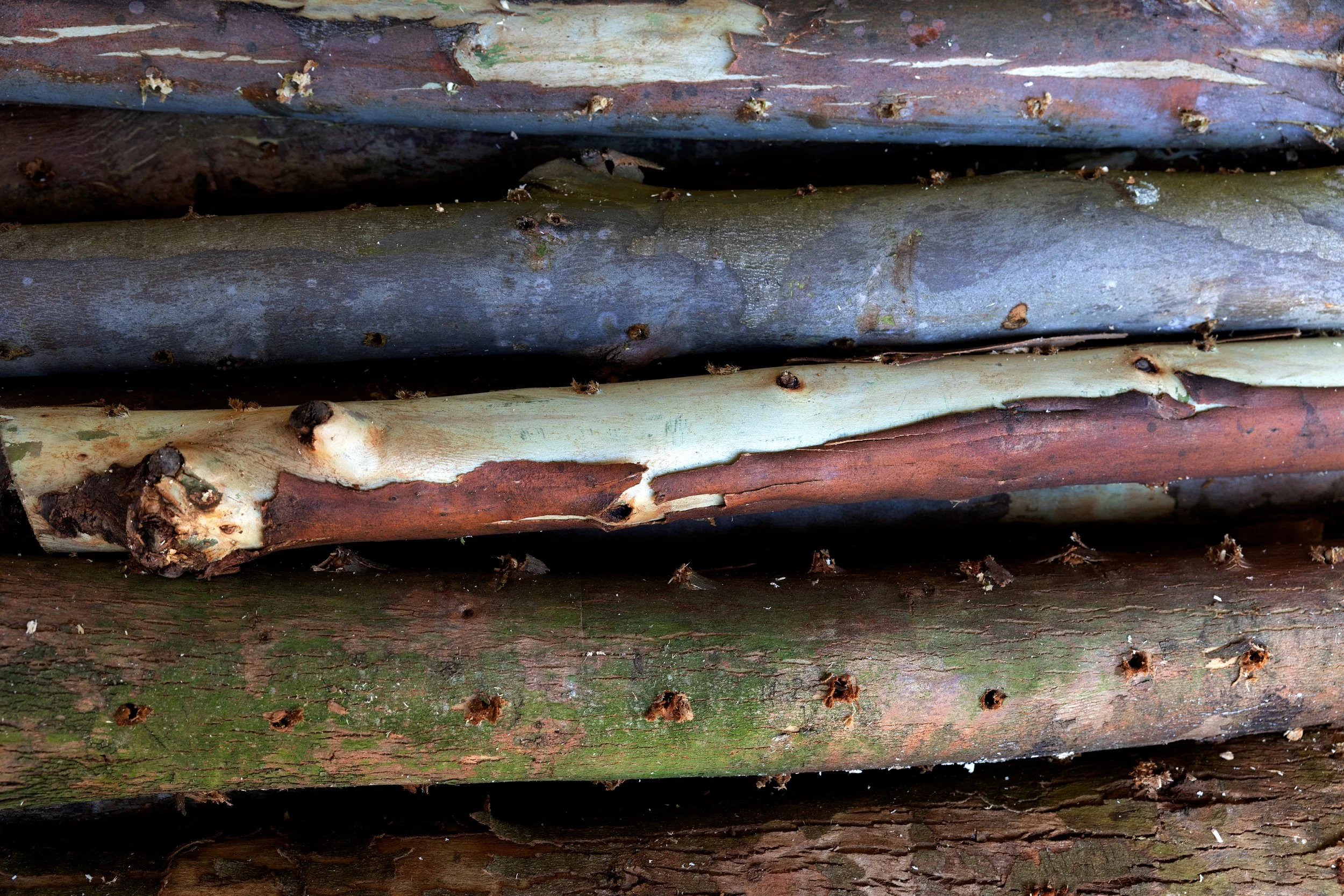 log inoculation | shiitake log | turkey tail log | growing mushrooms on hardwood log | food forest | mushroom in garden | gardening with mushrooms | mycelium | eucalyptus | oyster mushroom | agro ecology | bunya