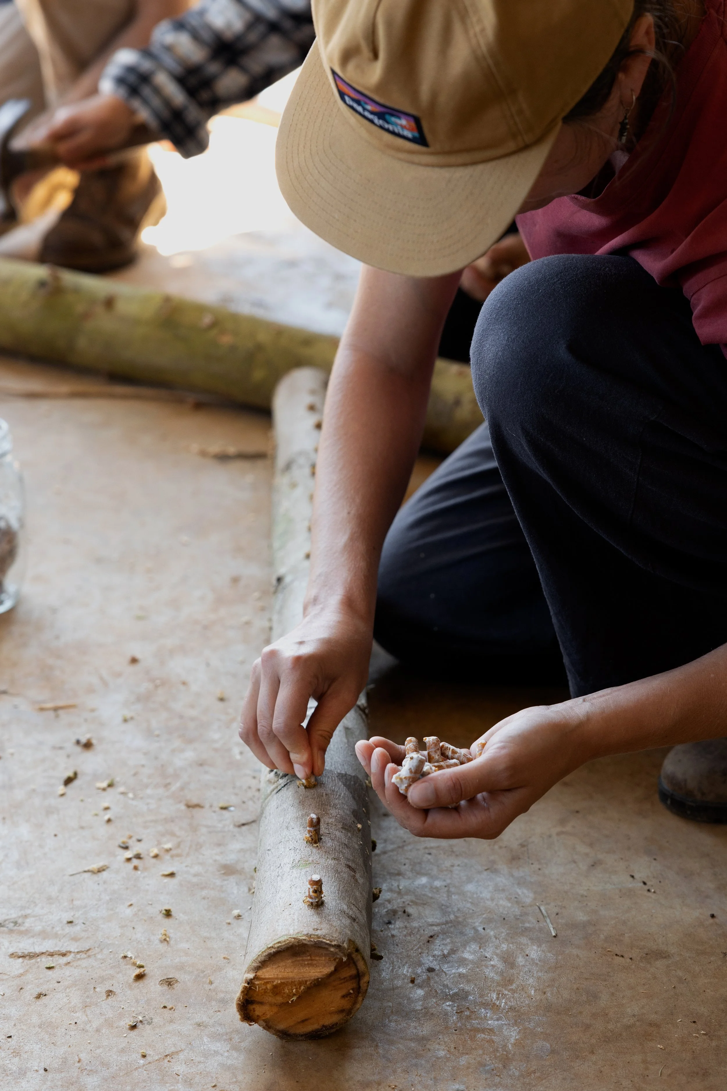 log inoculation | shiitake log | turkey tail log | growing mushrooms on hardwood log | food forest | mushroom in garden | gardening with mushrooms | mycelium | eucalyptus | oyster mushroom | agro ecology | bunya