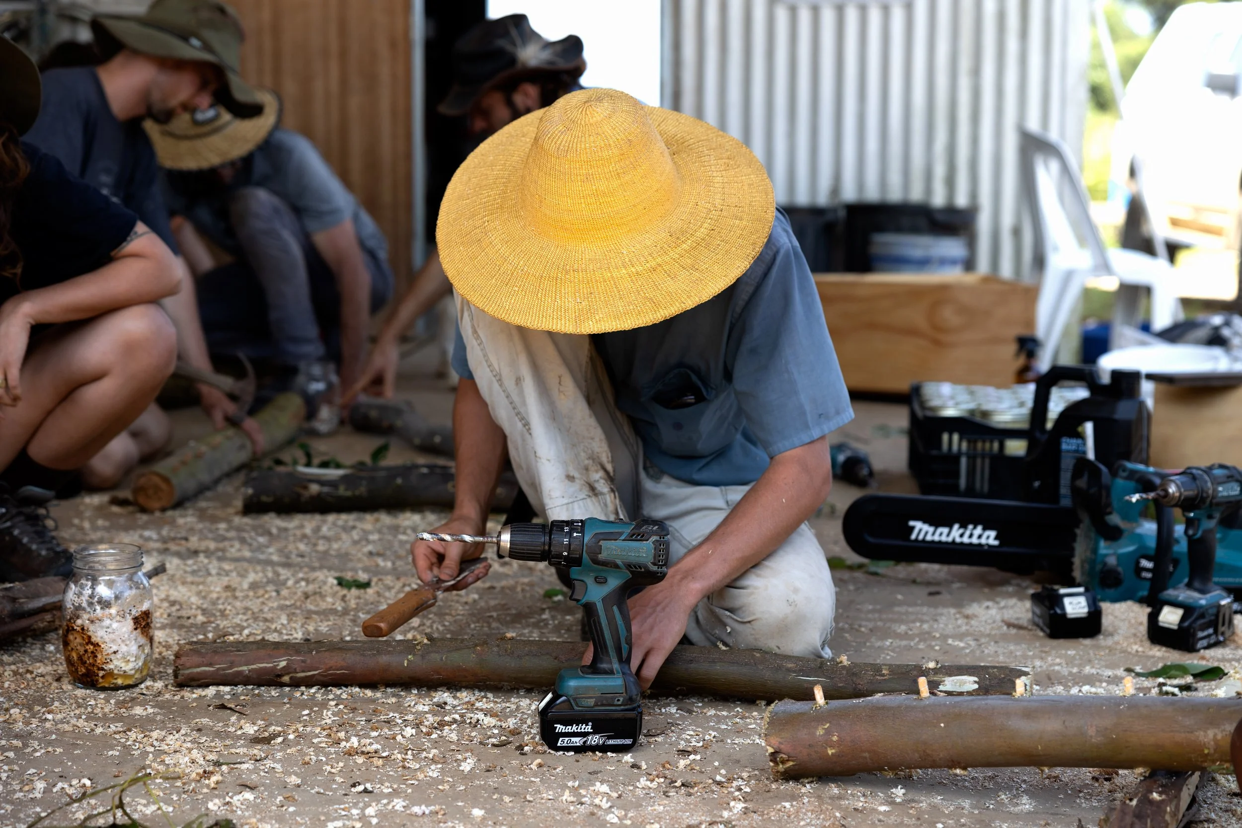 log inoculation | shiitake log | turkey tail log | growing mushrooms on hardwood log | food forest | mushroom in garden | gardening with mushrooms | mycelium | eucalyptus | oyster mushroom | agro ecology | bunya