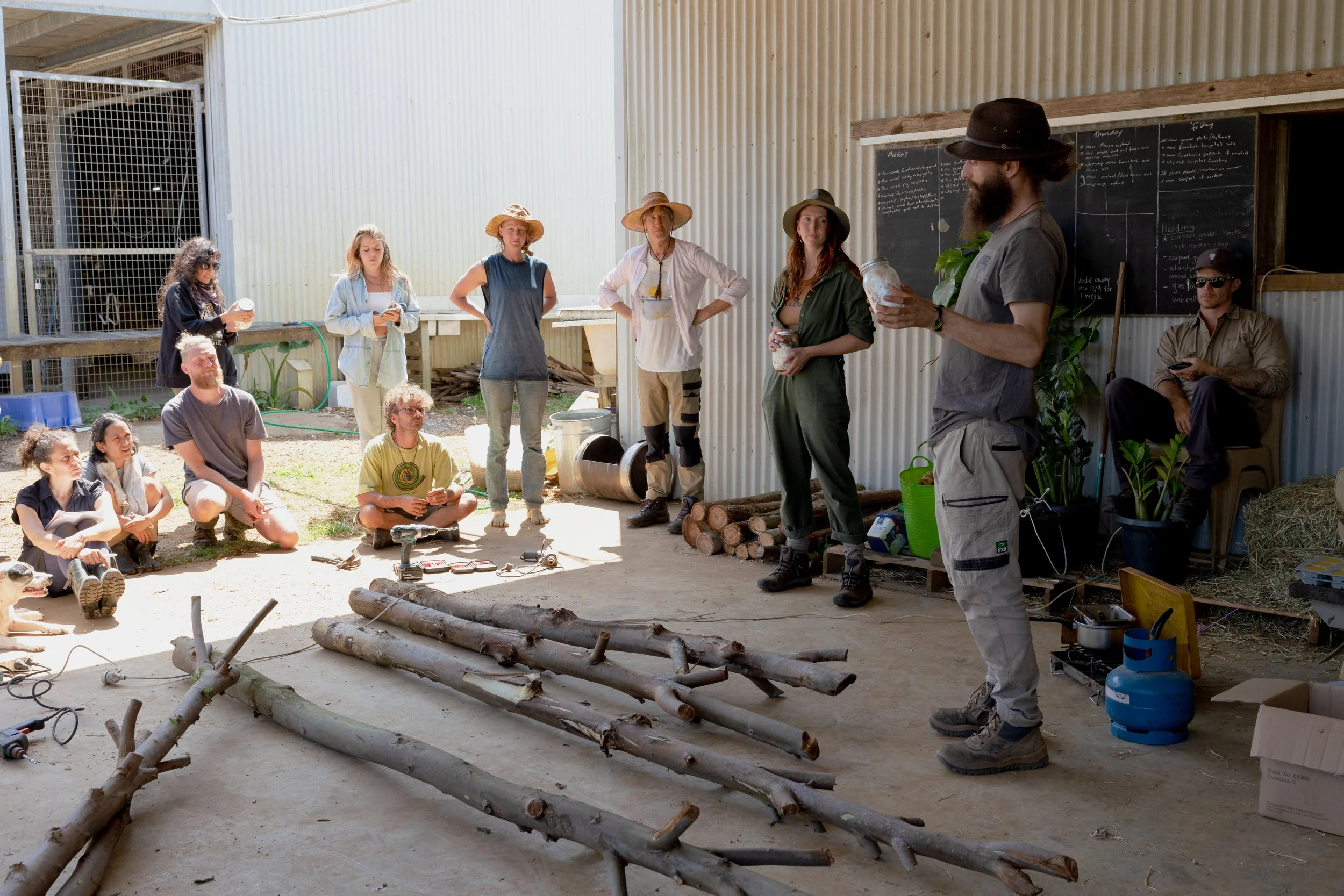 log inoculation | shiitake log | turkey tail log | growing mushrooms on hardwood log | food forest | mushroom in garden | gardening with mushrooms | mycelium | eucalyptus | oyster mushroom | agro ecology | bunya | teaching | learn how to grow mushroo