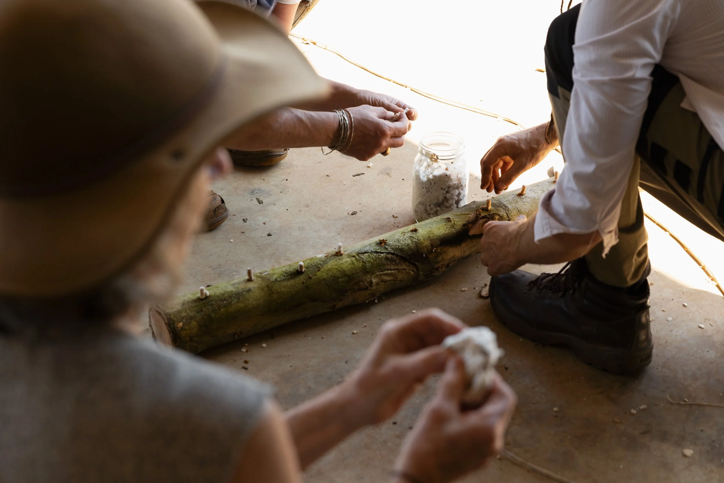 log inoculation | shiitake log | turkey tail log | growing mushrooms on hardwood log | food forest | mushroom in garden | gardening with mushrooms | mycelium | eucalyptus | oyster mushroom | agro ecology | bunya