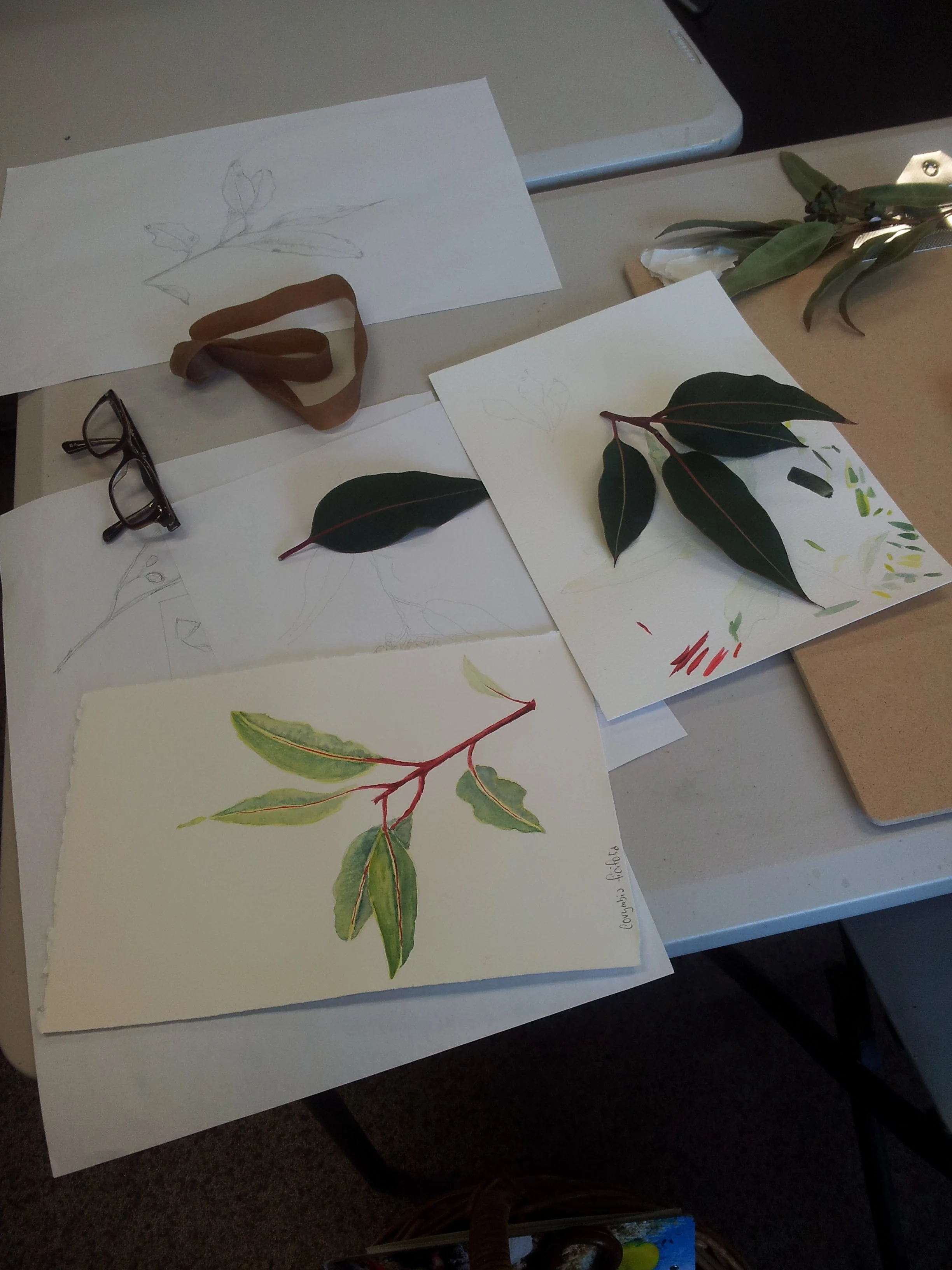 Stefan Gevers artist - Botanical Art Classes