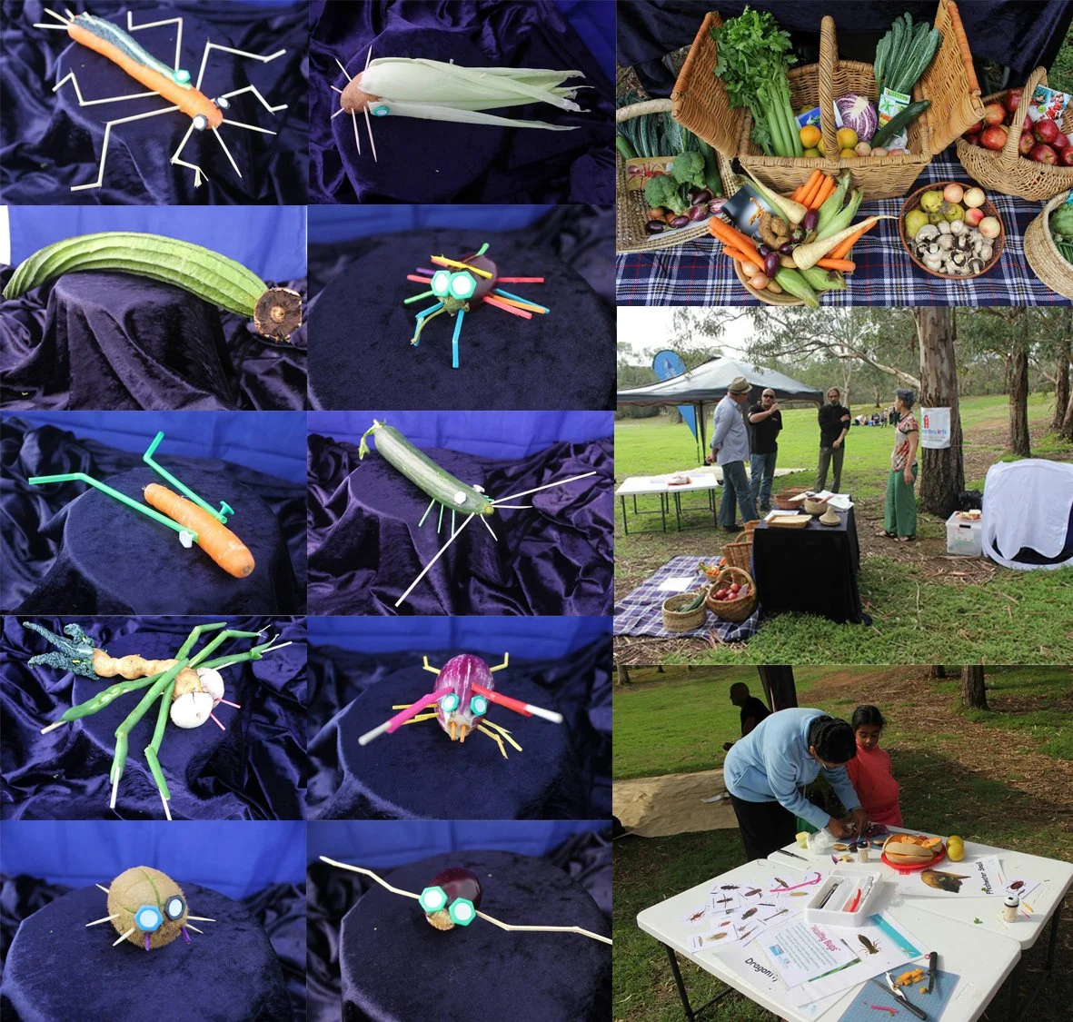 HETA - Co director, Edible waterbug activation for Brimbank Council