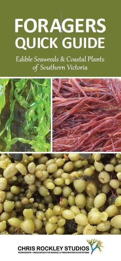guide_seaweed.jpg