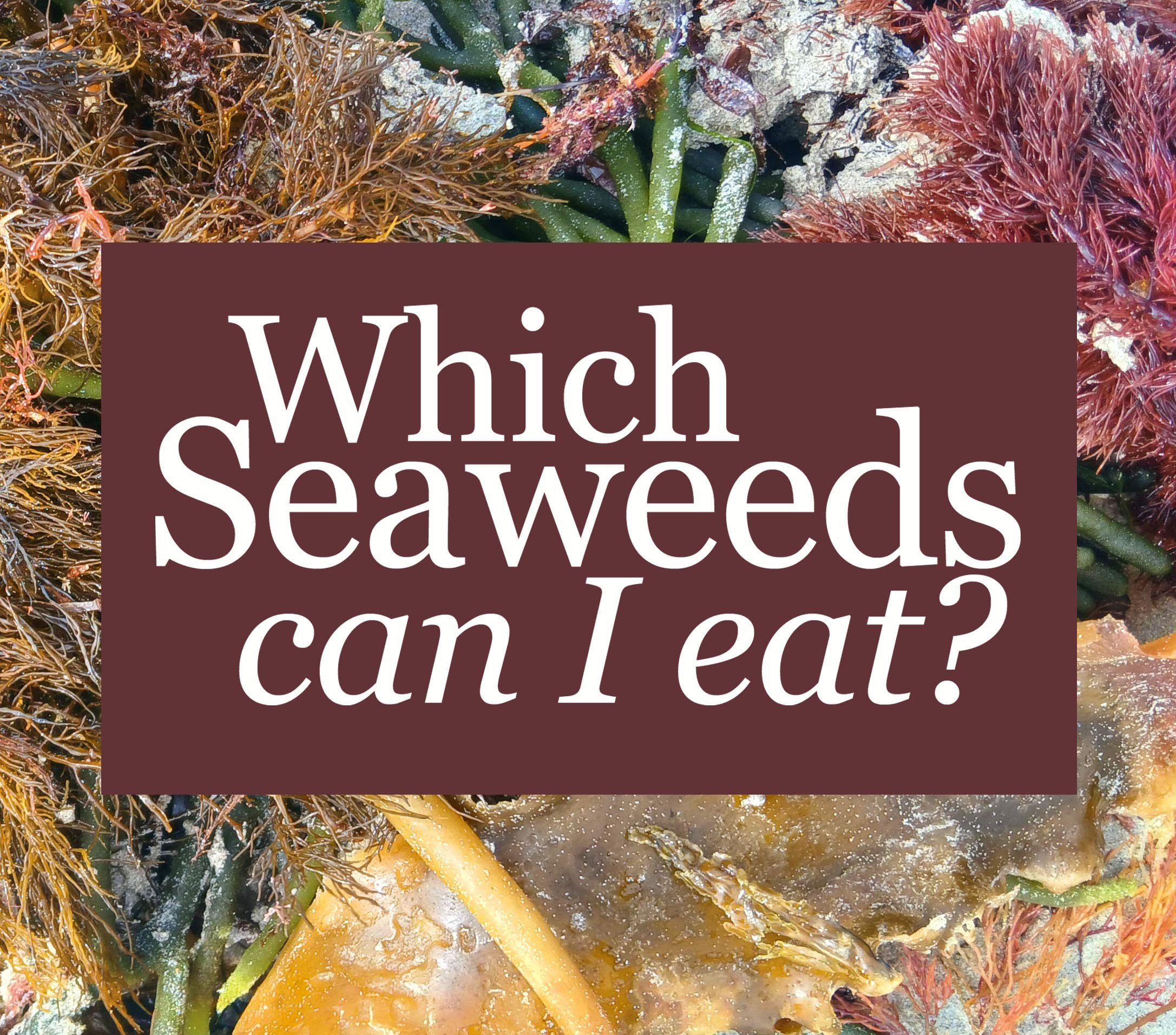 whatseaweedcanIeat_2025.jpg