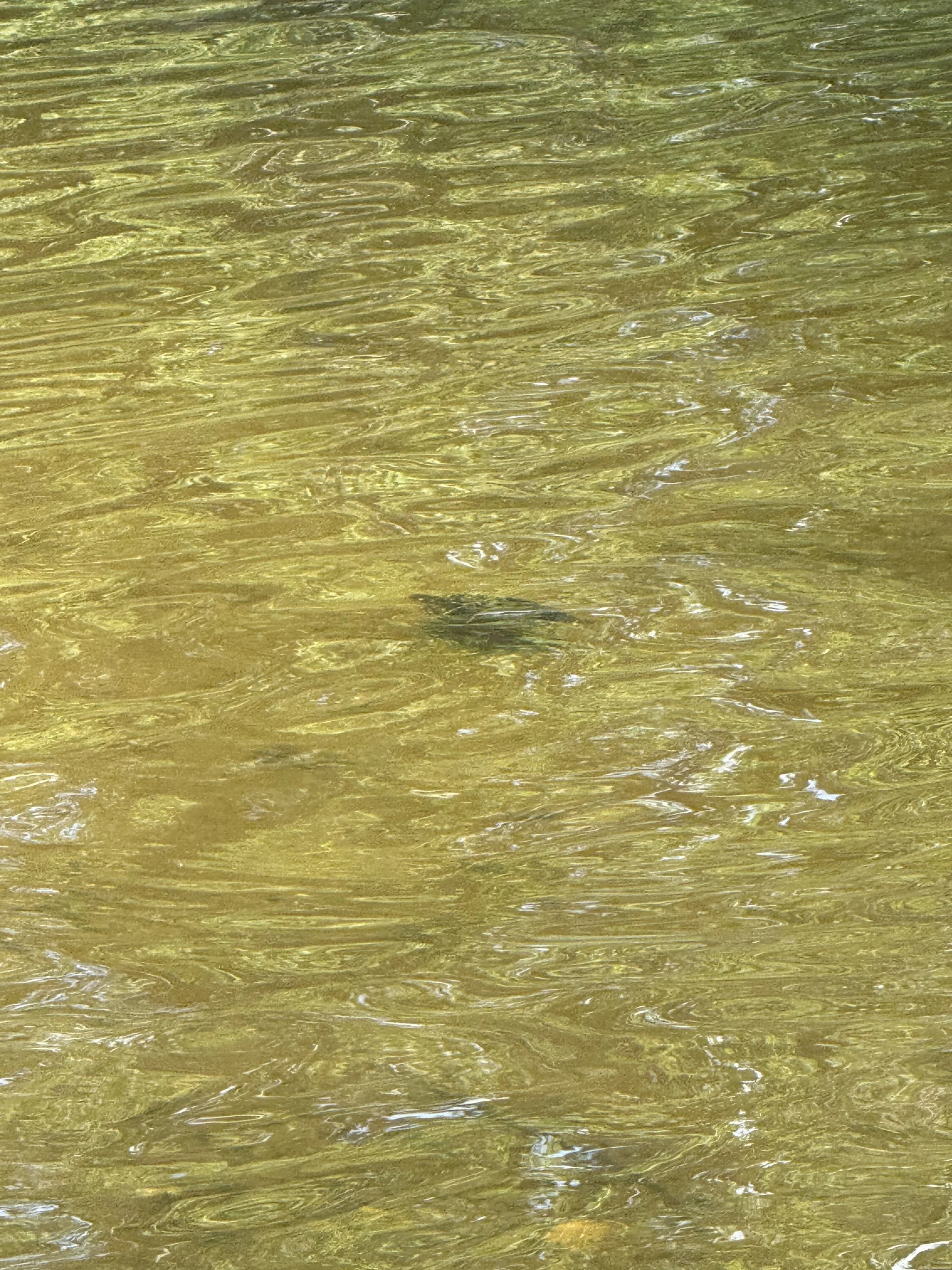 IMG_9726.jpeg