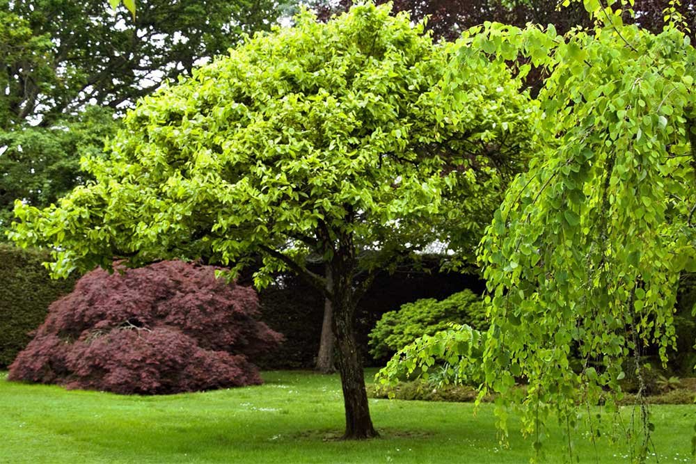 The-TreeChurch-Gardens-4.jpg