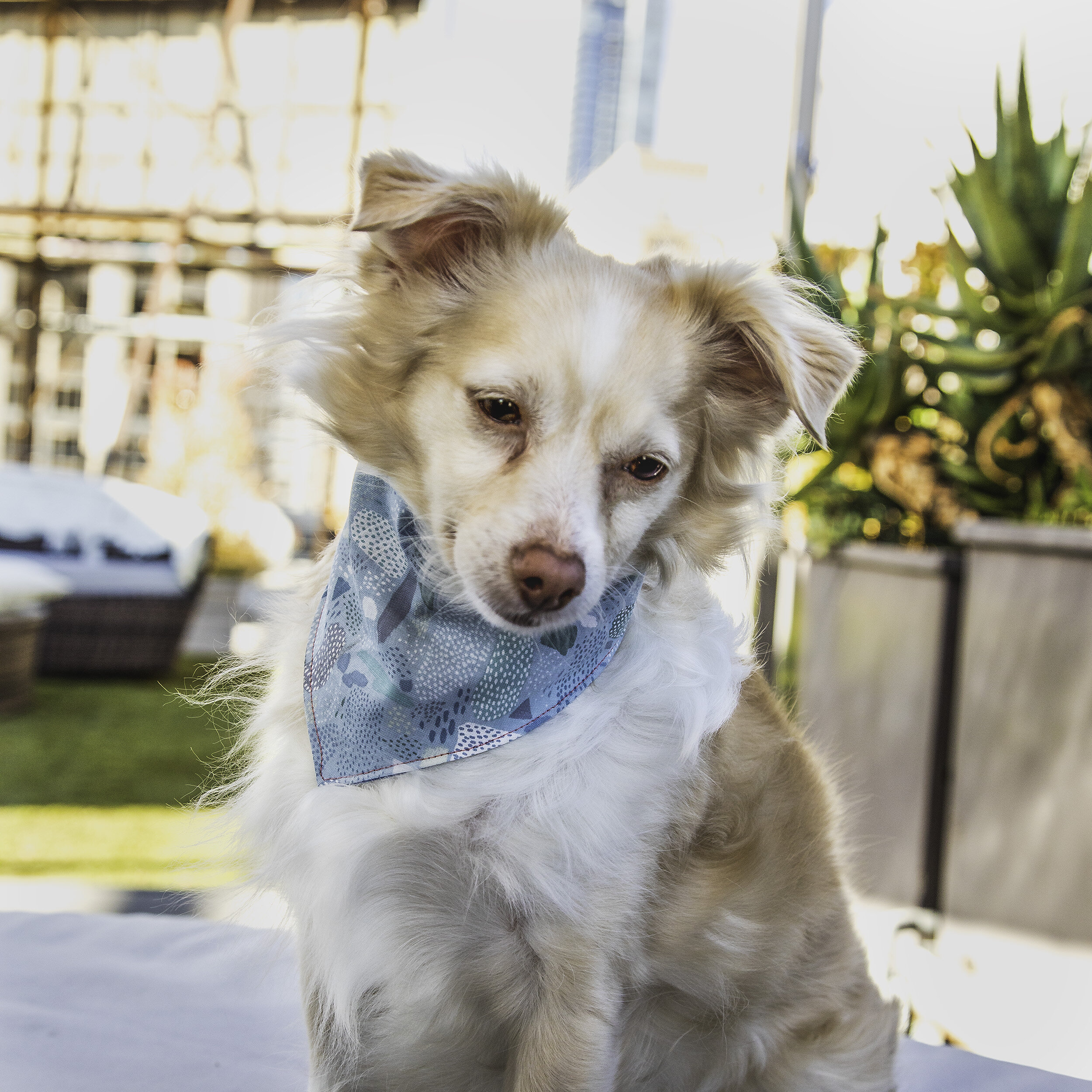 Muttly_Tiny_Cloud_2500.jpg