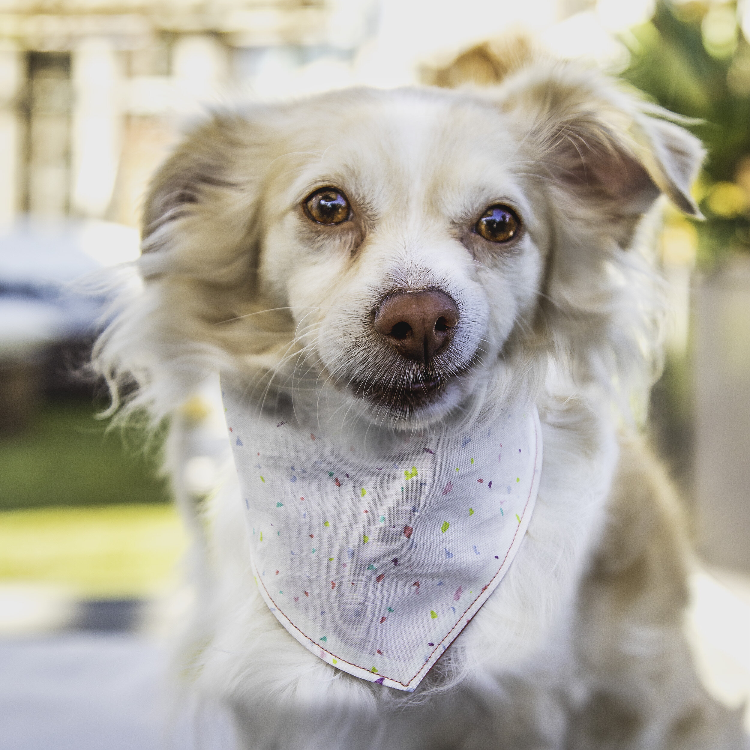 Muttly_Tiny_Confet_2500.jpg