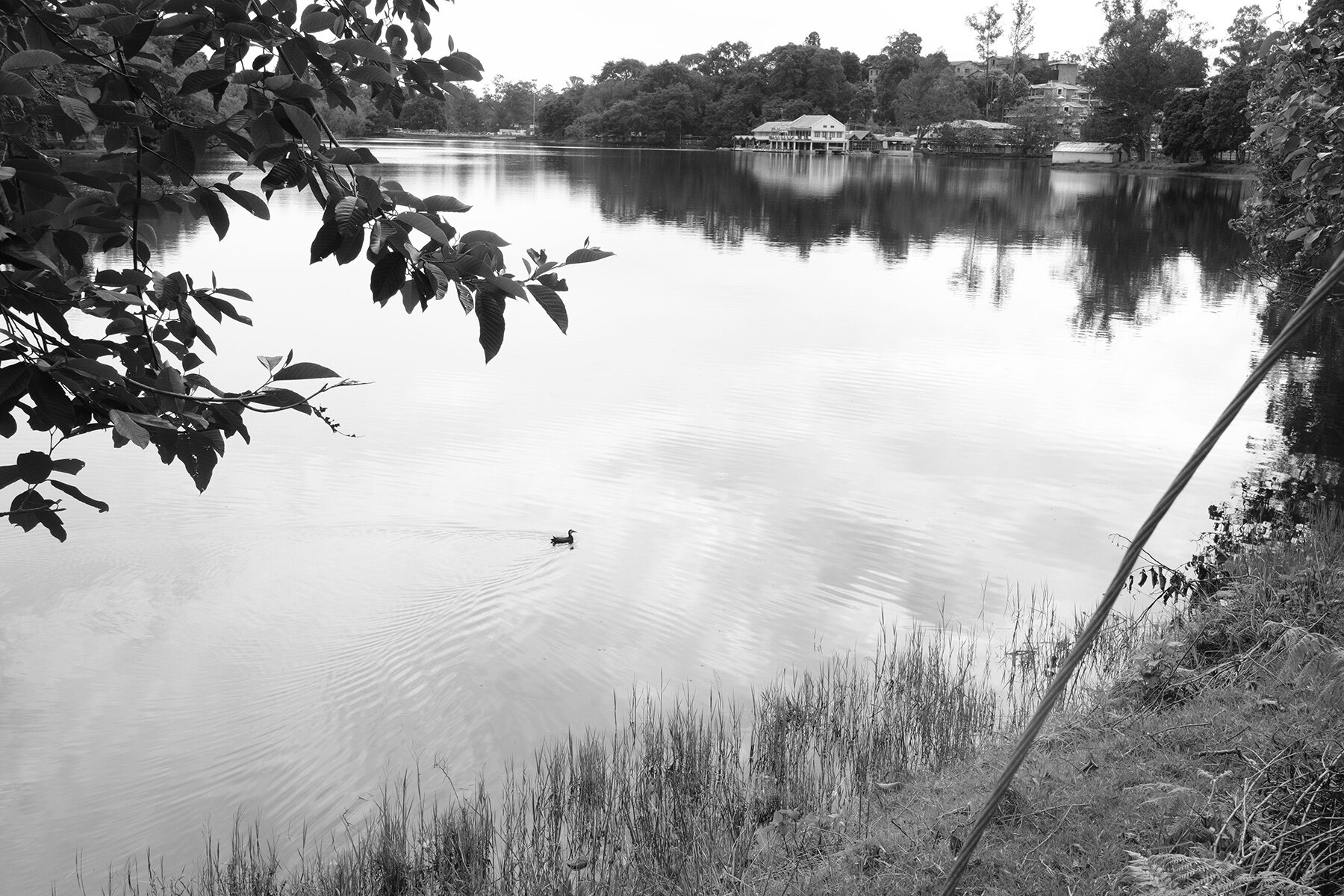 A black and white photo of a lake with a duck swimming. Overhanging branches with leaves frame the scene, and houses are visible on the far side of the lake. Grass and plants grow along the shoreline.