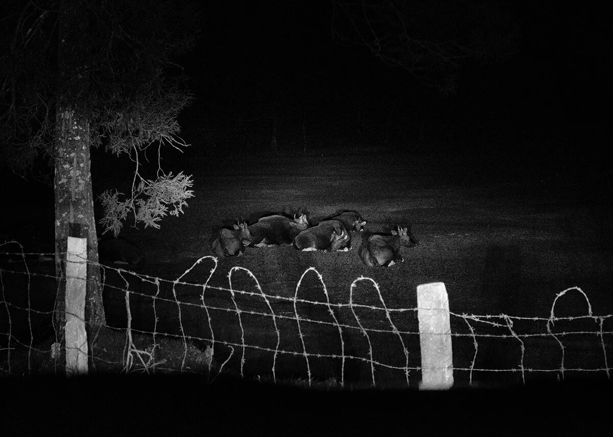 Nighttime scene showing a group of cows lying on the field behind a barbed wire fence, with a tree on the left side.