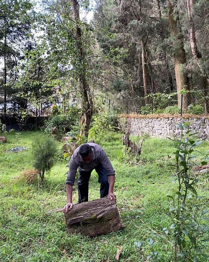 A Bootcamp in progress ! A few years ago we lost a ton of Eucalyptus trees due to the storm that ravaged Kodaikanal. Several trunks were cut into pieces and put to good use as garden stools. Relocating them is a tough workout ! No pain no gain ! 
-&m