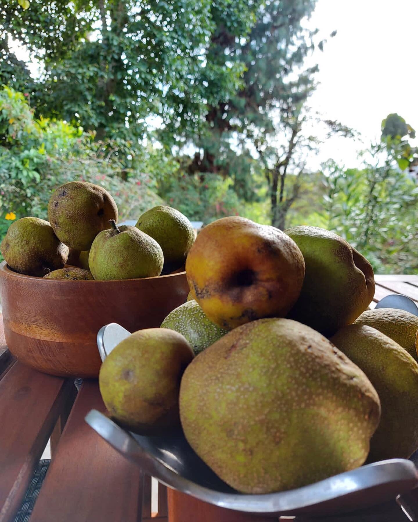 Our lovely old pear tree growing on the lawns, and its sweet-smelling blossoms drifting past our open windows fills us with a mixture of joy and longing to pluck them off the branches and biting into its savoury flesh. 
At Dunnottar we serve our gard