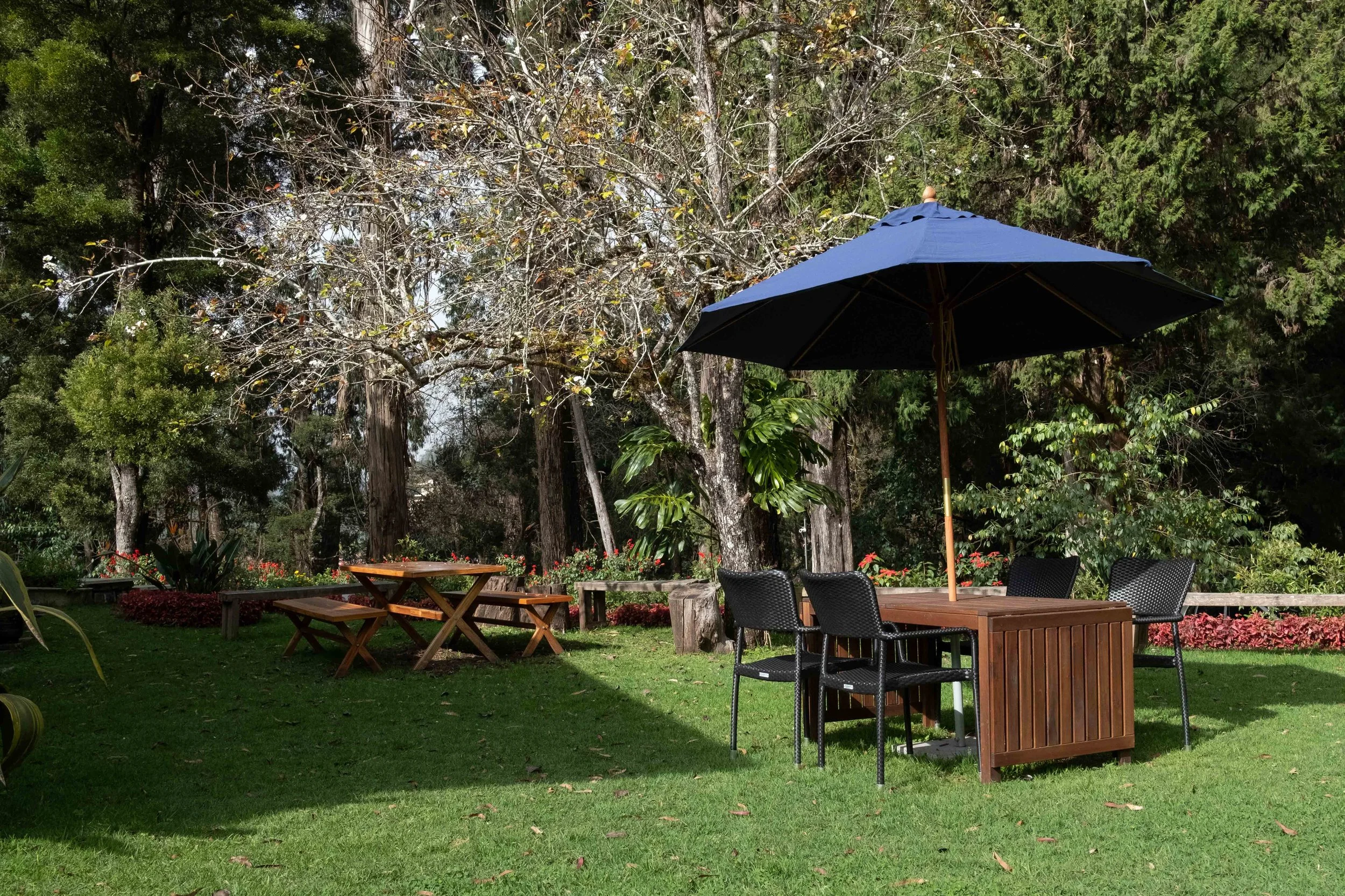 An outdoor patio area with wooden tables and woven black chairs, a large blue umbrella, surrounded by lush greenery and tall trees.