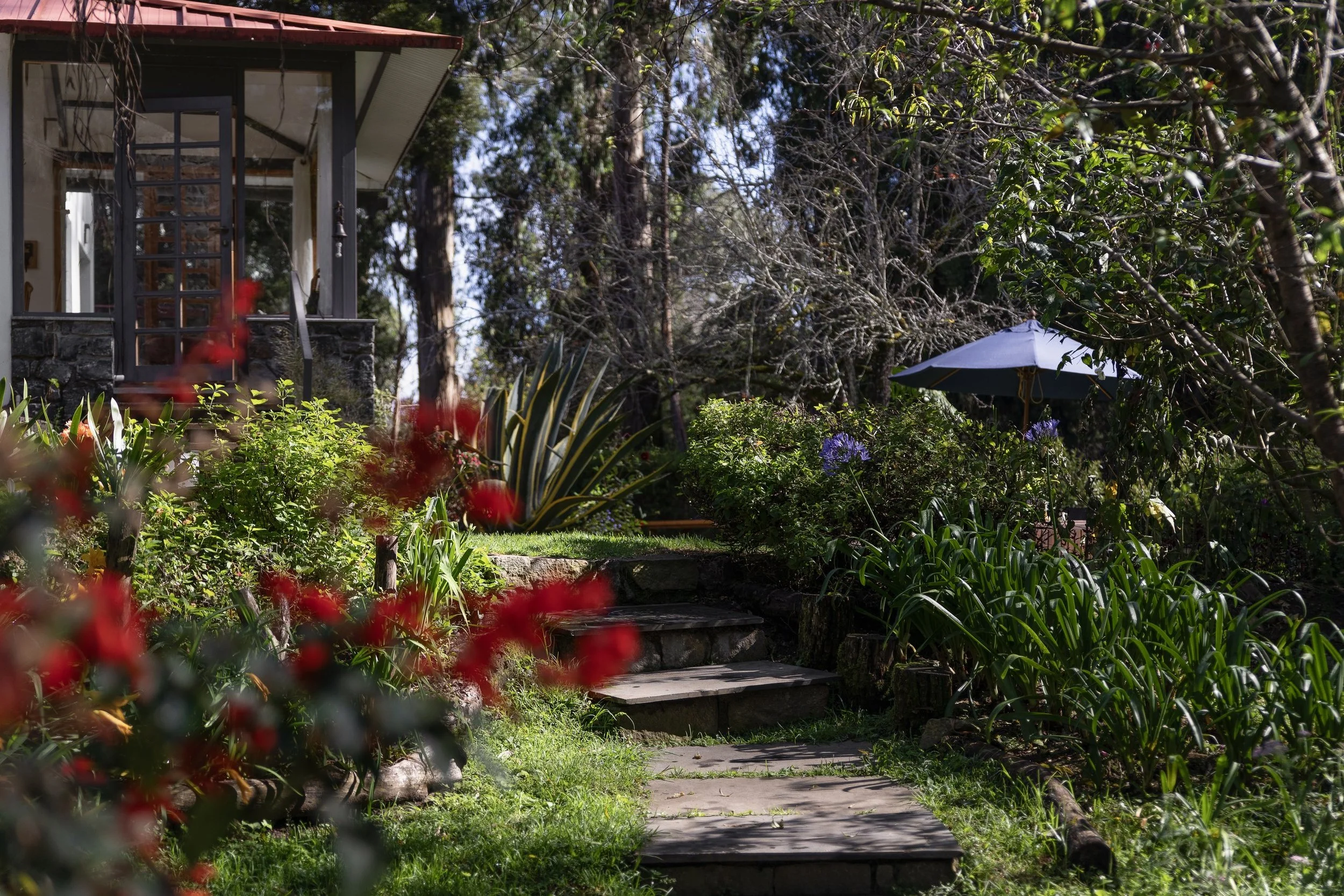 A lush garden with a paver pathway, steps, and green plants, leading to a house with a porch and open door. A patio umbrella is partially visible among the dense greenery and trees.