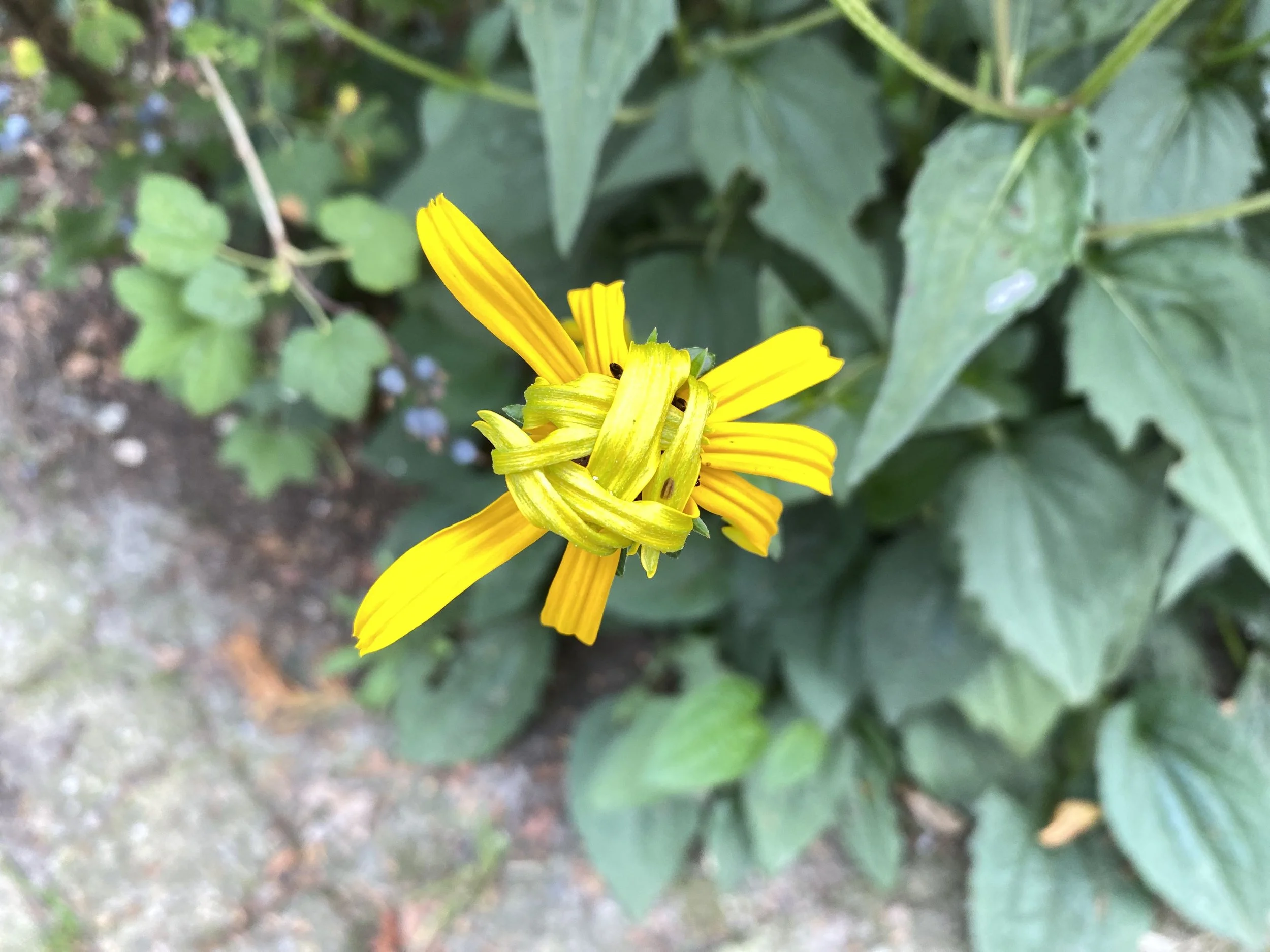 Wat ontvouwt zich…
