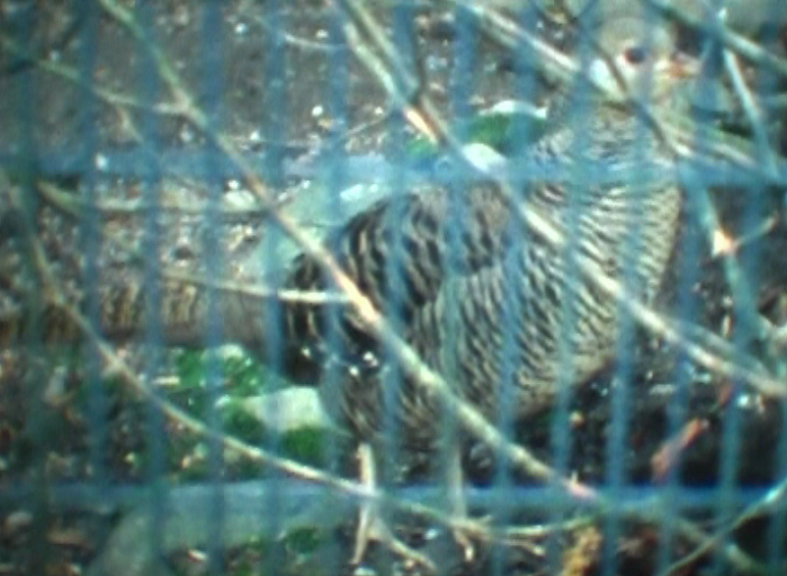 vlcsnap-2012-12-03-21h21m54s196.png