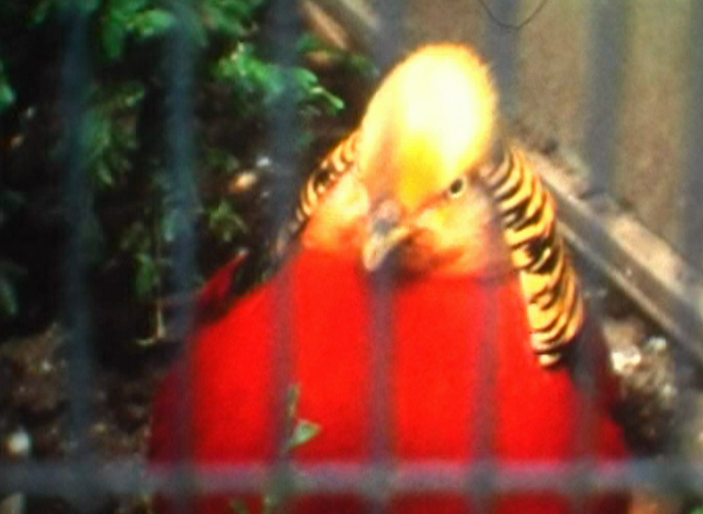 vlcsnap-2012-12-03-21h26m39s157.png