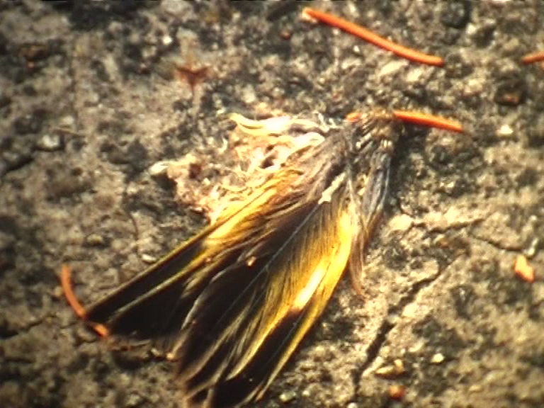 vlcsnap-2012-12-03-21h27m07s233.png