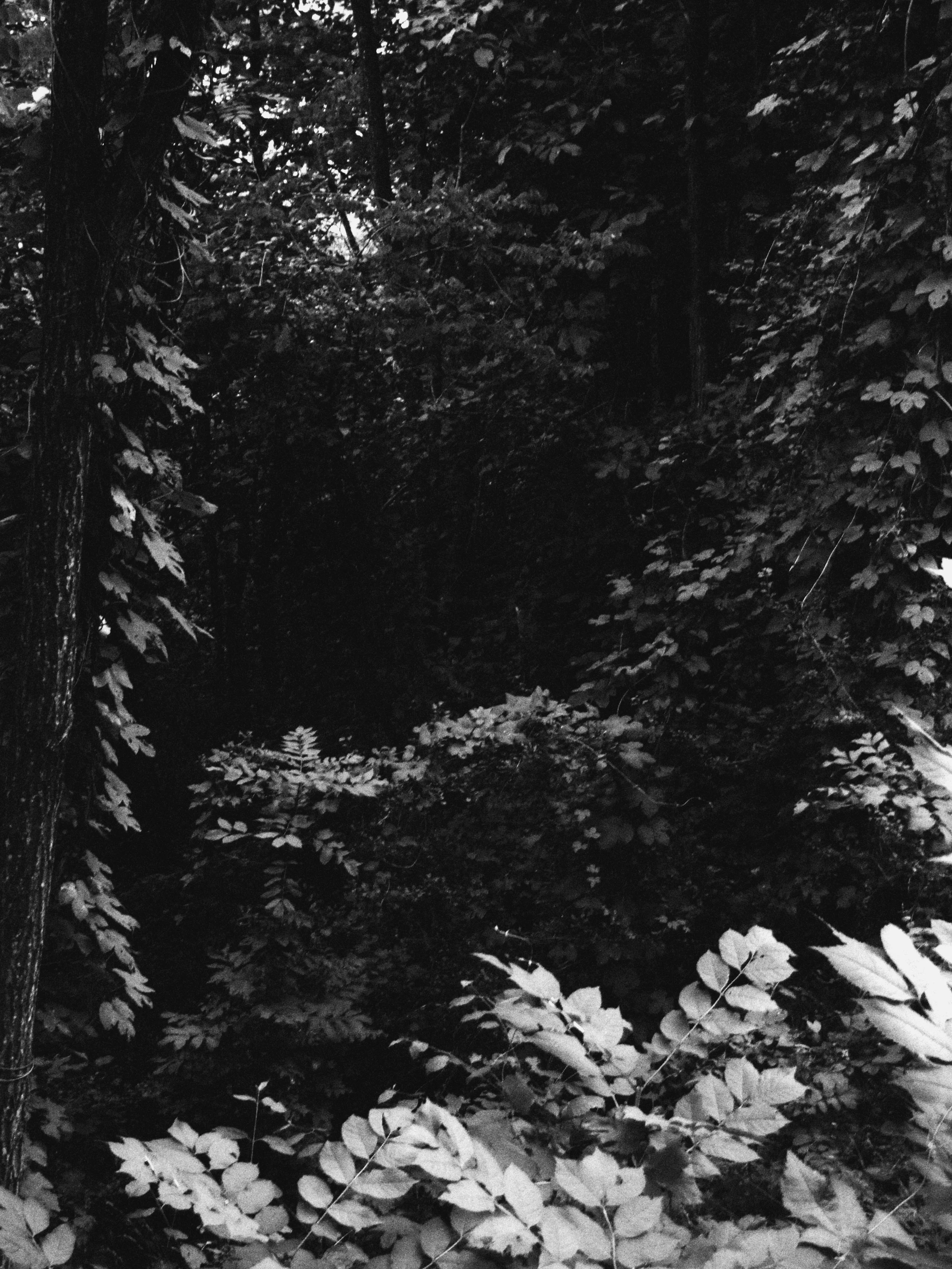 forest ok 3.jpg