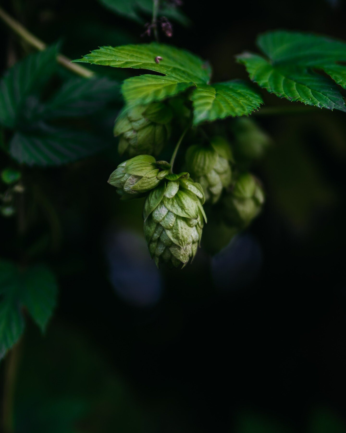 Wild hops in the streets