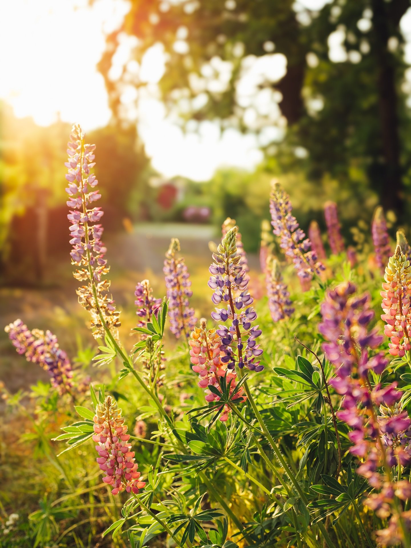 Midsommarhelgen blev en v&auml;lbeh&ouml;vlig paus fr&aring;n intryck. 
Jag st&auml;ngde ner sociala medier, packade en ryggs&auml;ck och andades ut i skogen. Jag beh&ouml;vde sl&auml;ppa allt och bara f&aring; vara tills k&auml;nslorna kunde landa i