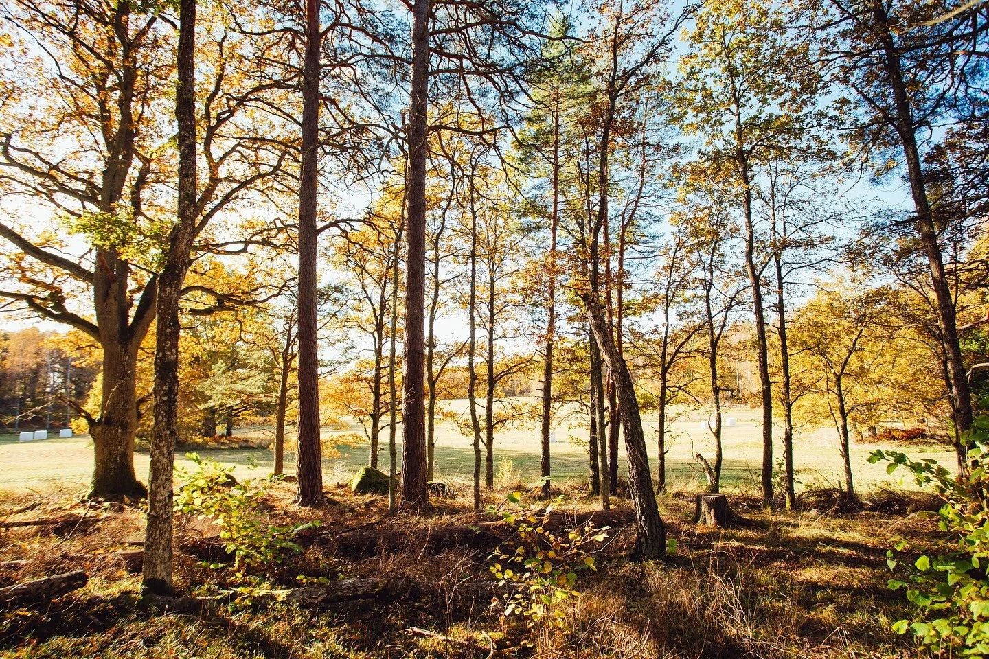 I regnrusket minns jag 
måndagens strålande sol i gula löv,
samtidigt som jag njuter 
av regndropp mot fönstret. 
Med febrig kropp är jag tacksam 
för mjuka kläder och varma drycker. 
I varsamhet tar jag mig ut 
&