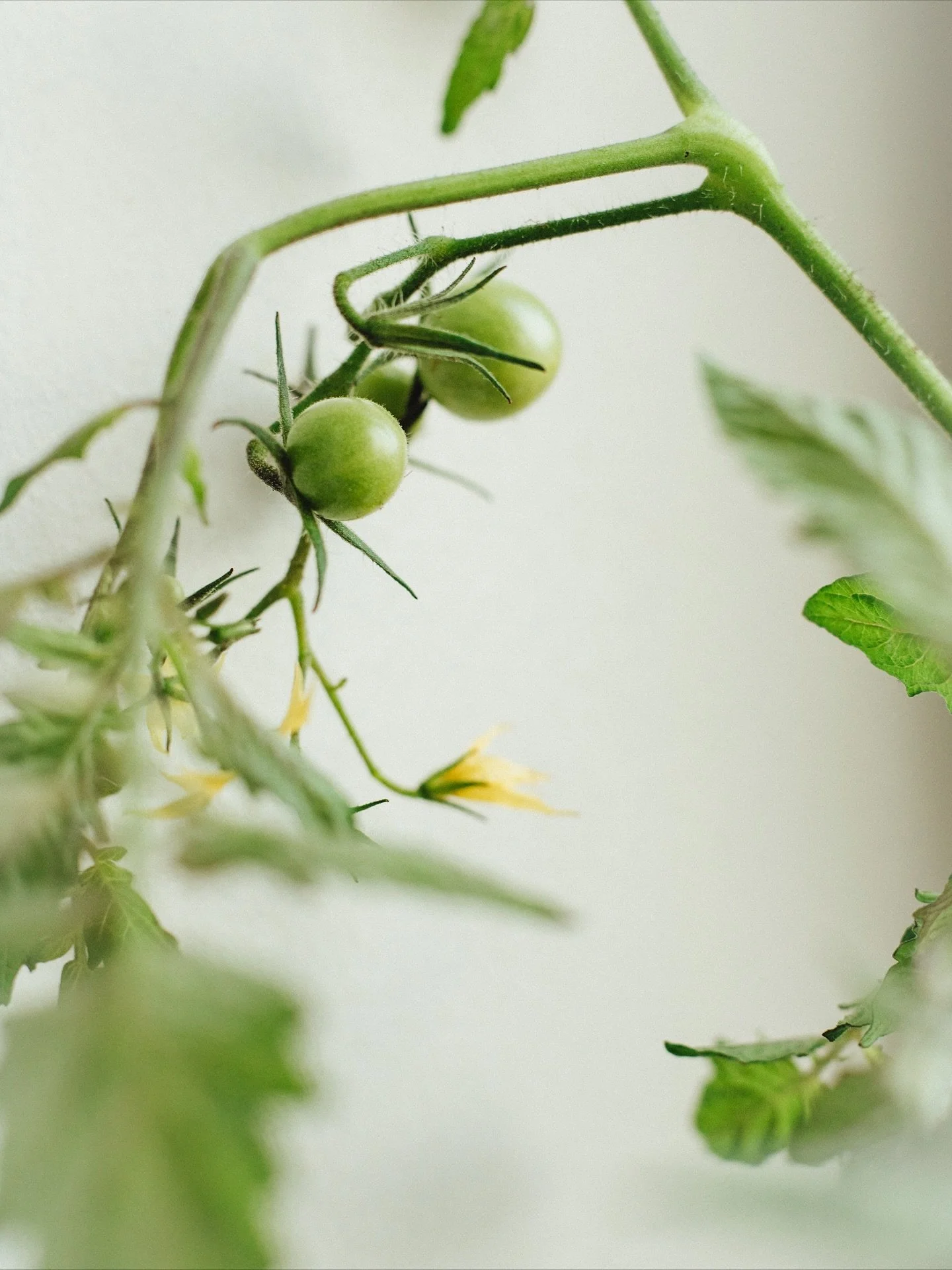 I februari satte jag fr&ouml;n som grodde snabbt p&aring; f&ouml;nsterbr&auml;dan. Idag den andra november sk&ouml;rdade jag ca 50 tomater till, efter sommarens rikliga sk&ouml;rdar. 🍅 

Och jag har inte gett upp om de d&auml;r sista blommorna som h