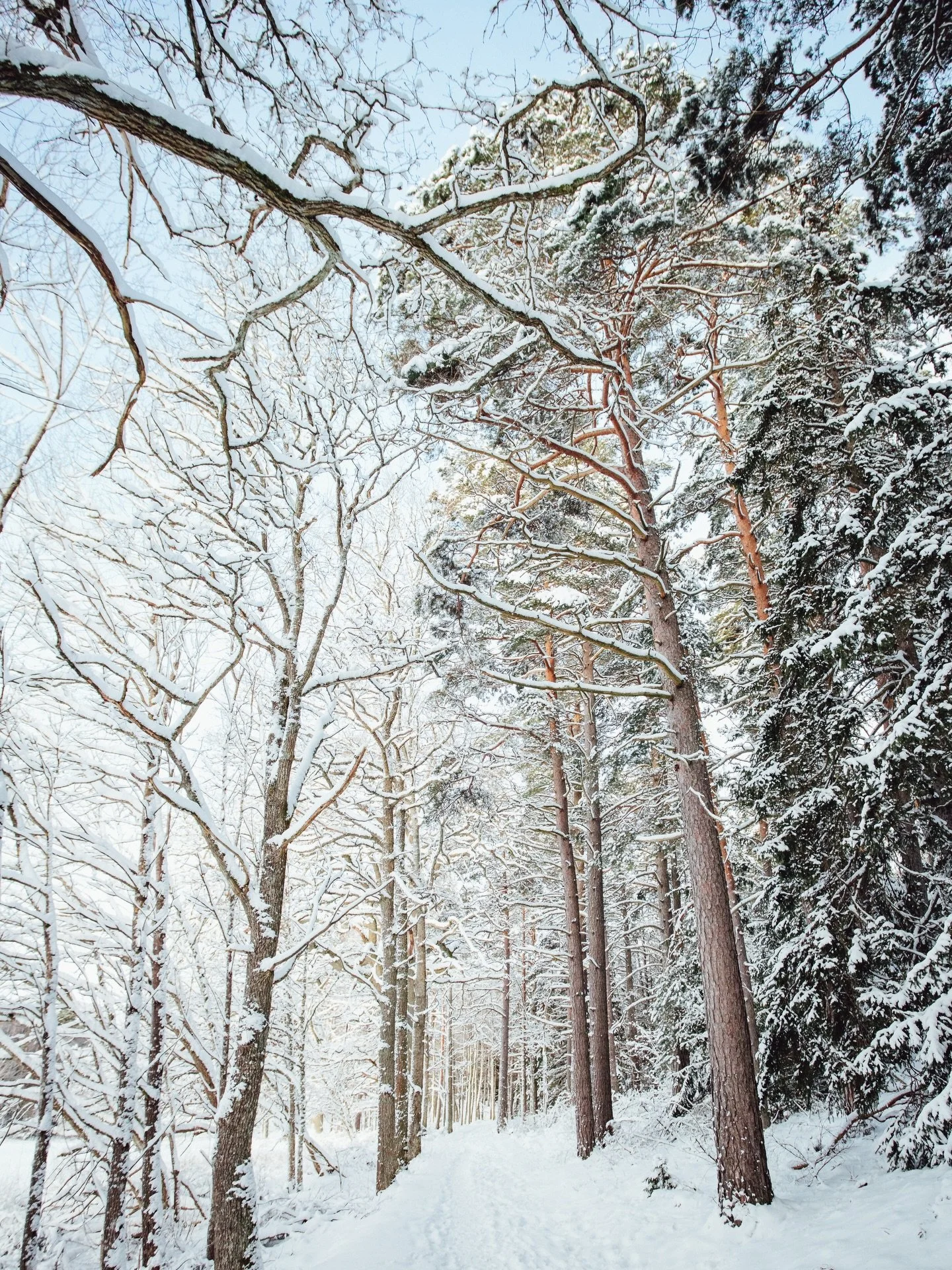 Januarisolen glittrar i sn&ouml;n. Med ett avskalat sinne &aring;terg&aring;r jag till vardagens arbete, klientsamtal och studietimmar. D&auml;remellan sl&auml;pper jag g&ouml;randet. Jag pulsar runt bland tr&auml;den och g&ouml;r sn&ouml;&auml;nglar