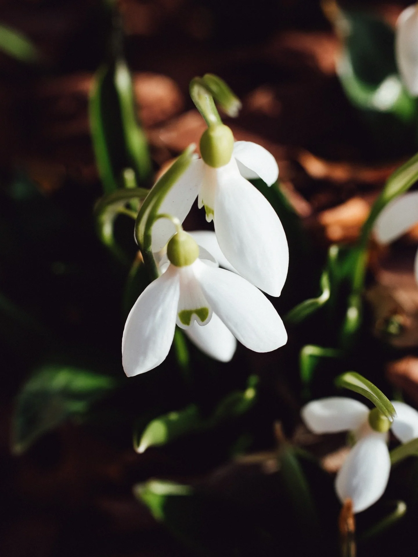 V&aring;rk&auml;nslan infinner sig som en &ouml;ppning i br&ouml;stkorgen. Sn&ouml;dropparnas glans i v&auml;rmande solstr&aring;lar, gator som sopas fr&aring;n grus och morgondiset n&auml;r dagen gryr. 

Jag r&ouml;r mig mellan jobbdagar, studietimm