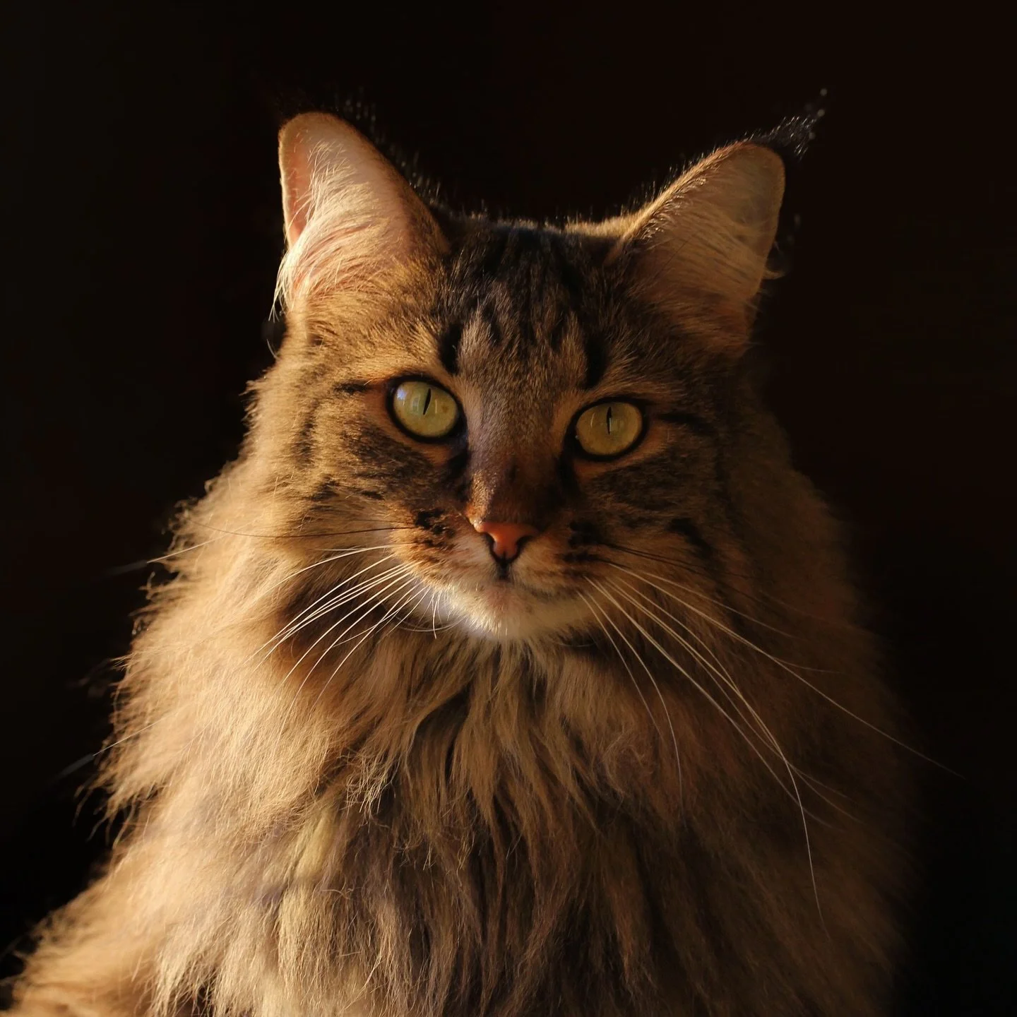 Ett &aring;r utan dig, Asla. Jag saknar dig varje dag. 
Jag minns dig som en kroppsdel jag l&auml;r mig leva utan. 
Sorgen &auml;r randig. Den river och sliter, fyller hj&auml;rtat till ytsp&auml;nning, h&aring;ller om v&aring;r k&auml;rlek och skrik