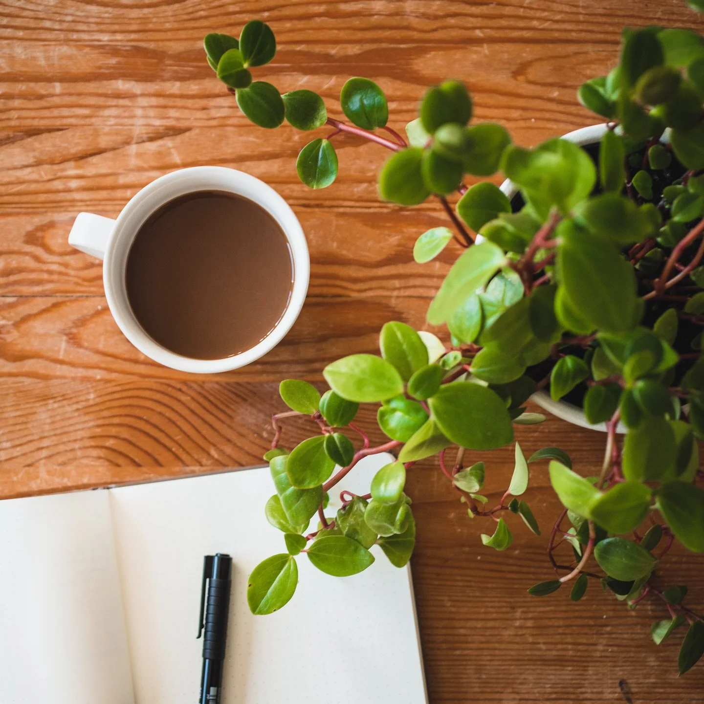 P&aring;skens ber&auml;ttelse om lidande och &aring;teruppst&aring;ndelse synkar magiskt med mitt intensiva skrivande om posttraumatiskt v&auml;xande. 

Mellan utmanande kognitiva processer tacklar jag naturens stormvindar ett steg i taget. Vitsippor