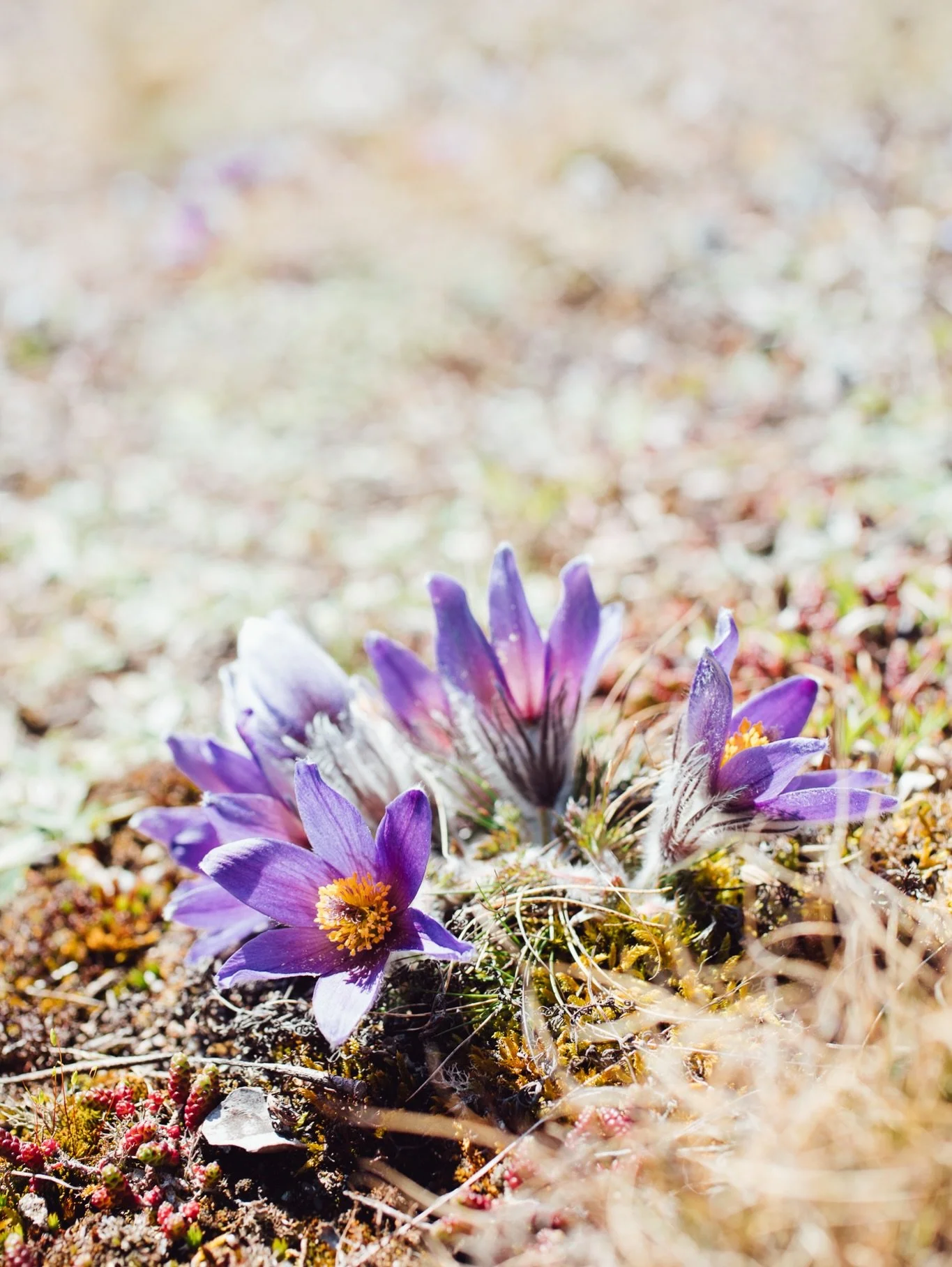 Backsipporna 💜 
Mitt f&ouml;rsta m&ouml;te med dessa fridlysta varelser
- i and&auml;ktig f&ouml;rundran. 

#fridlyst #backsippa #naturreservat #visiteskilstuna #visits&ouml;rmland