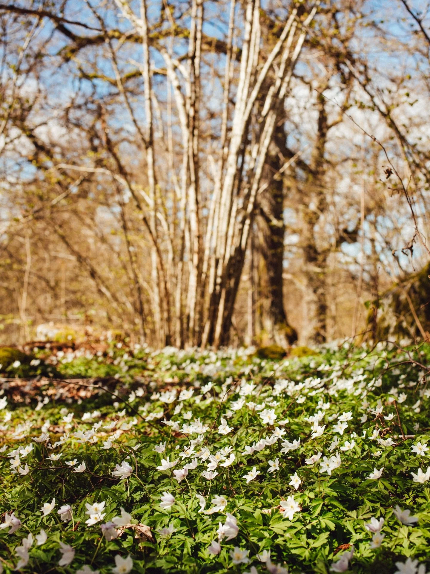 Ibland f&aring;r man precis vad man beh&ouml;ver. 
Som ett mellanrum i tiden. En pausdag. 

N&auml;r deadline f&ouml;r examensarbetet sk&ouml;ts upp tackade jag ja till naturh&auml;ng med v&auml;n. Best&auml;mde mig f&ouml;r att ta en dag och bara va