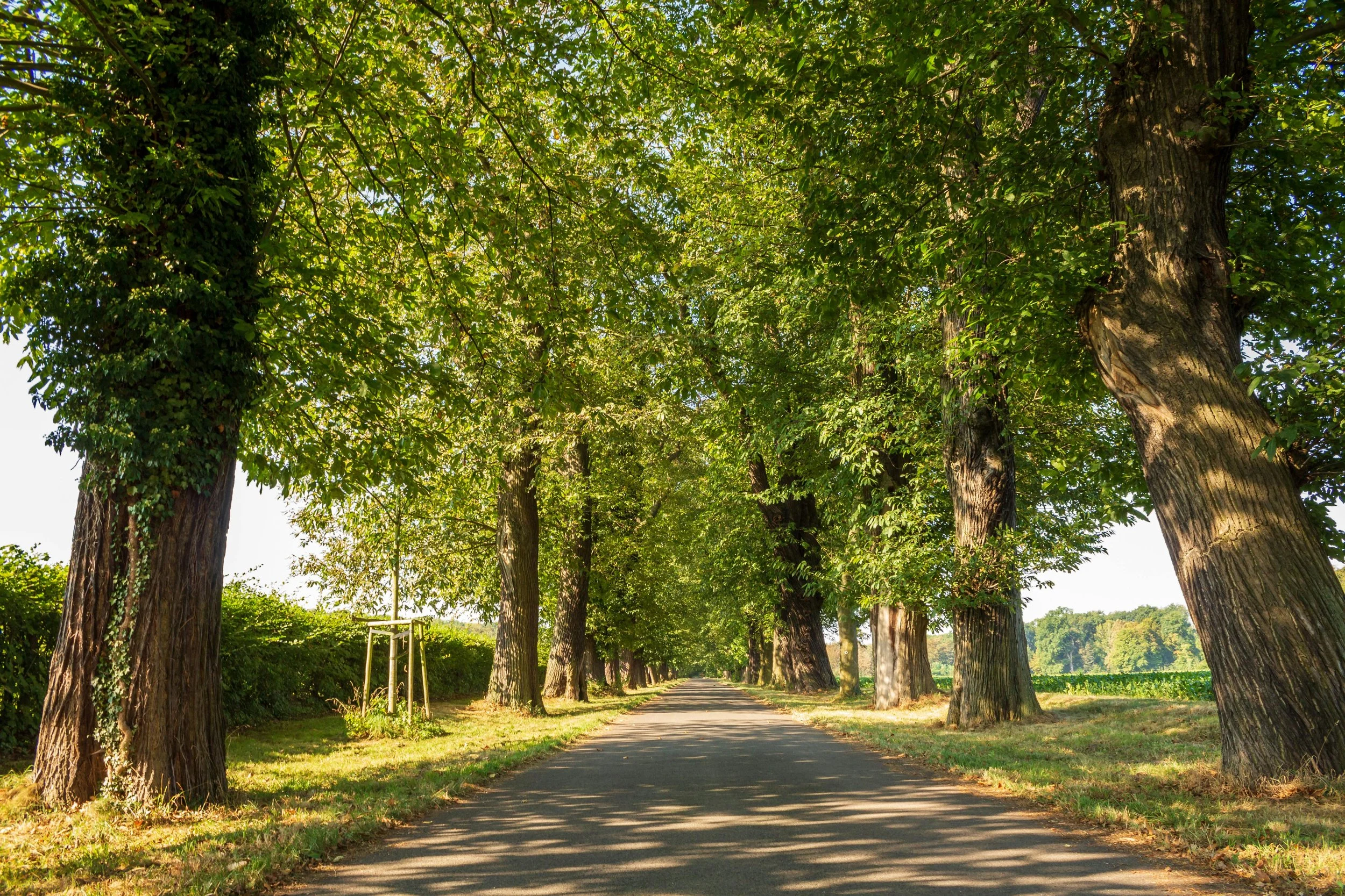 A Curvy Road is Better