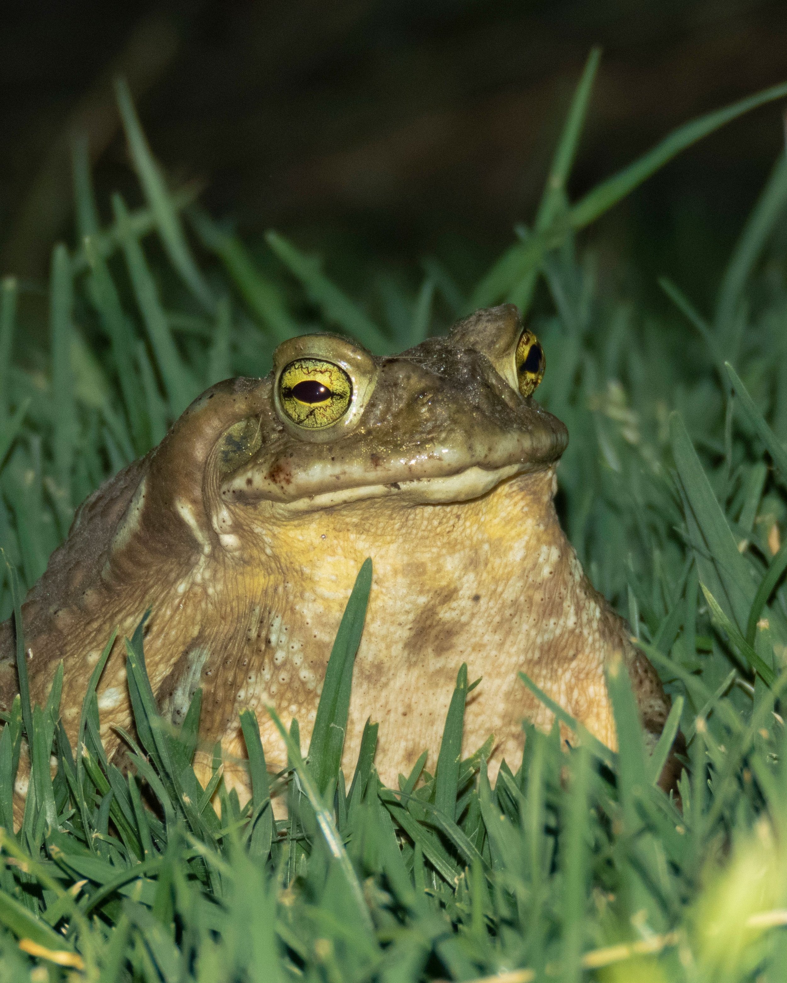 George Orwell's 'Some Thoughts on the Common Toad' 