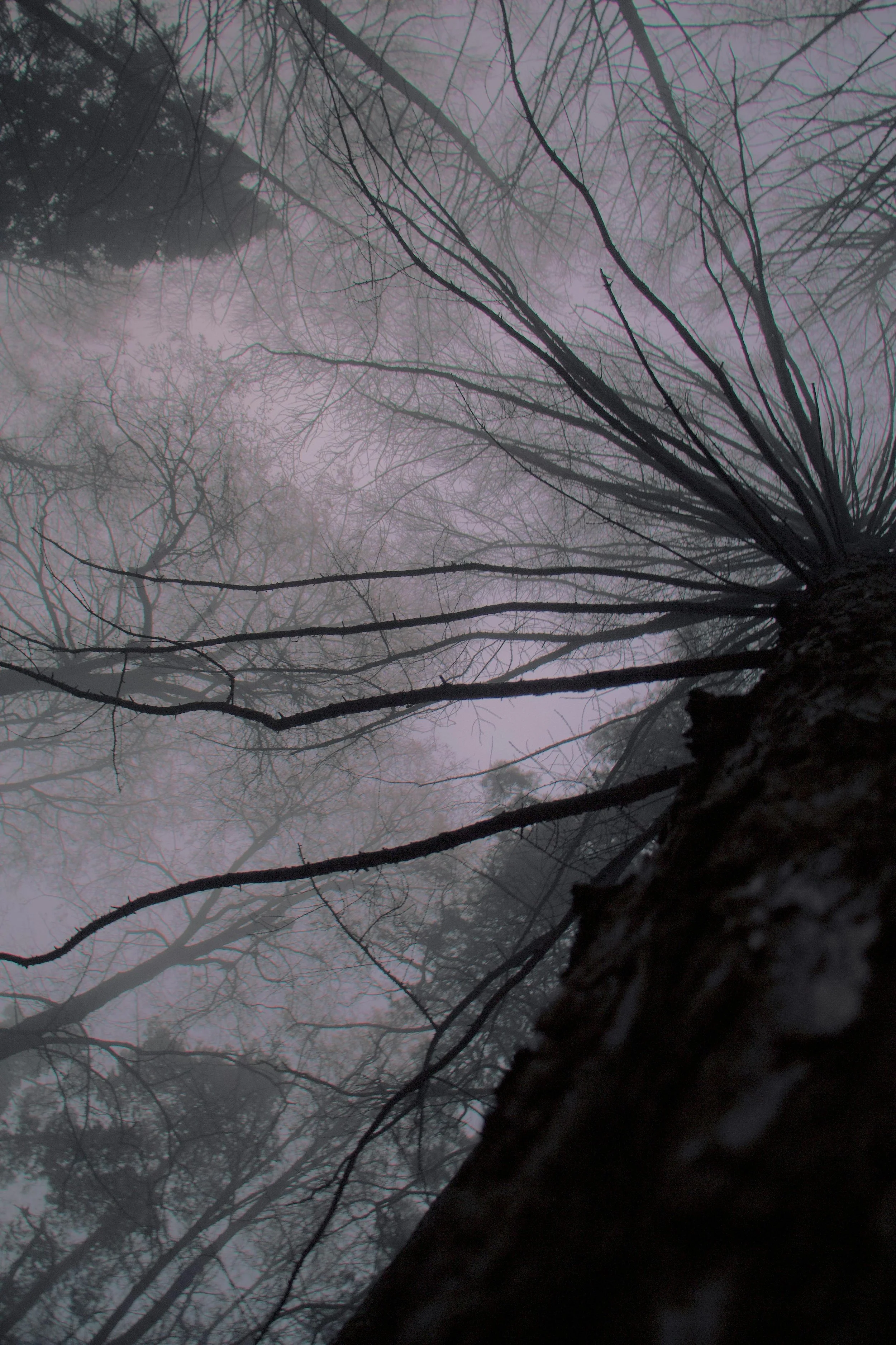 Sylvia Plath's 'The Moon and the Yew Tree' 