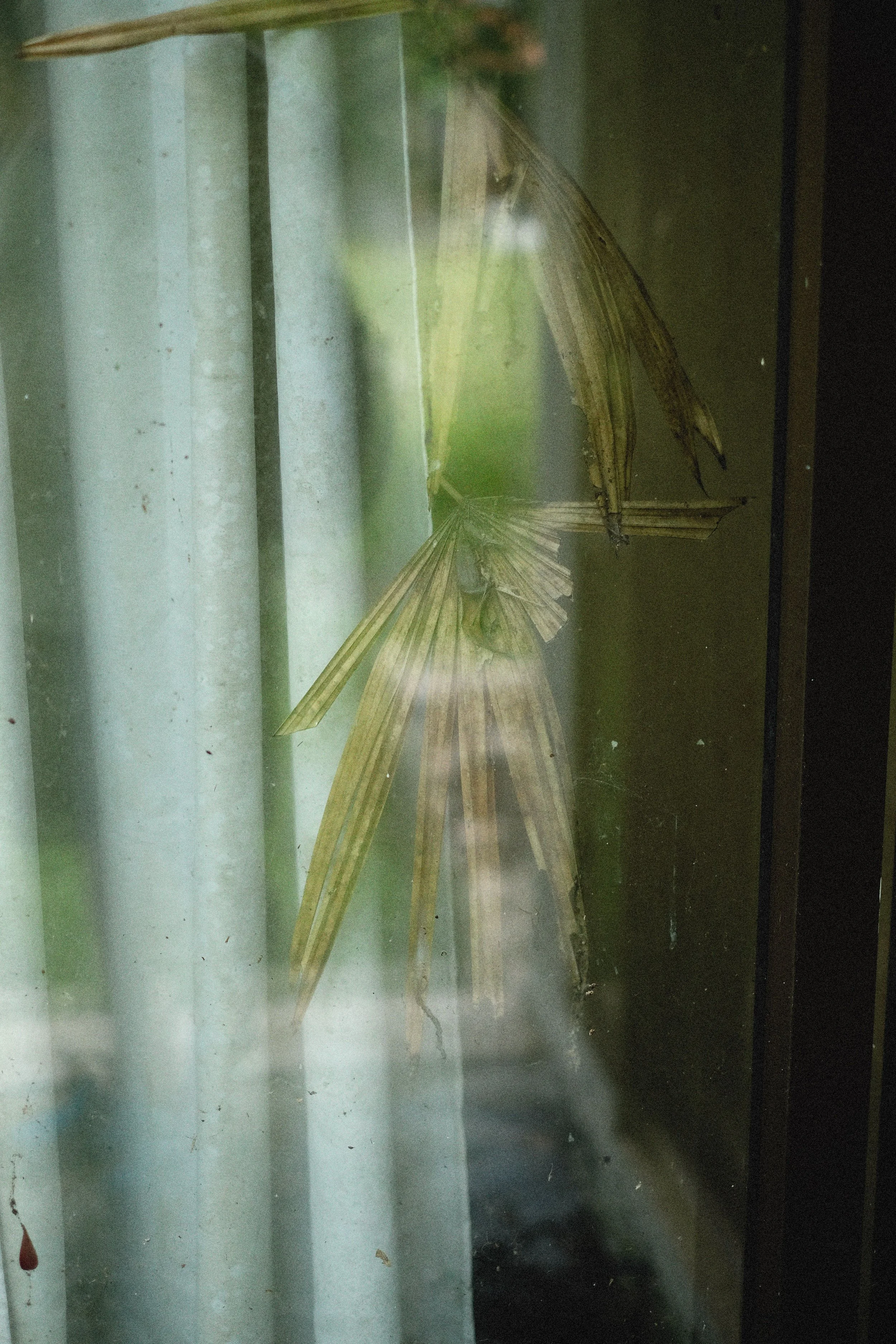 Emily Dickinson's 'I Heard a Fly Buzz'
