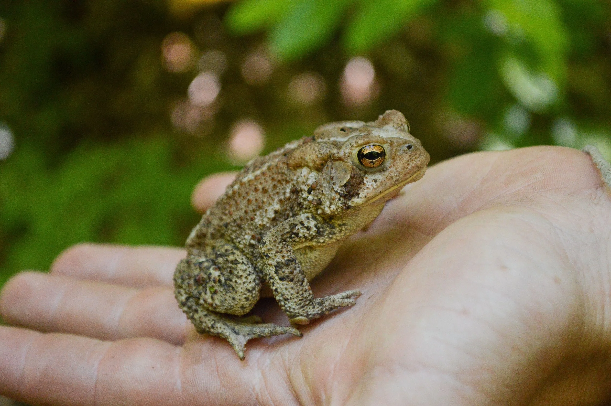 More Thoughts on the Common Toad 