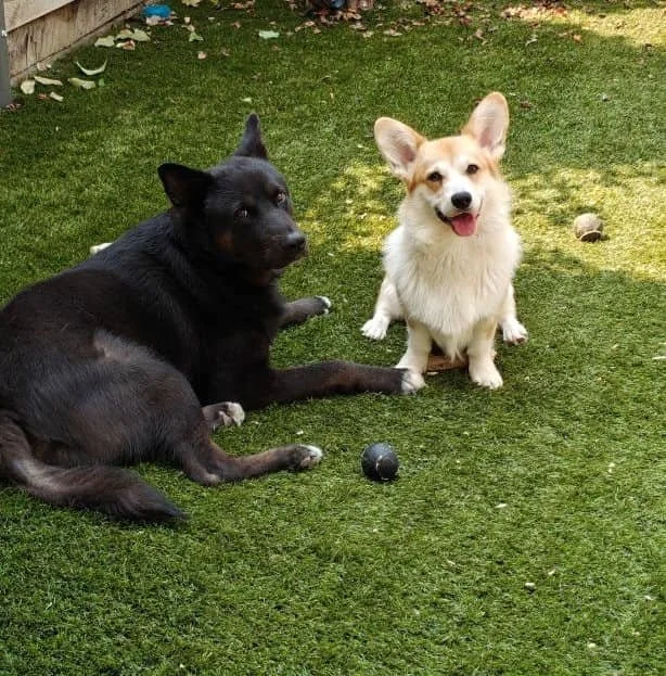 deux chiens, dont un corgi, dont l’empreinte de la truffe a ensuite été placée sur une bague truffe de chien recouvrant tout l’anneau, correspondant ainsi à la commande de bijou truffe de ma cliente.