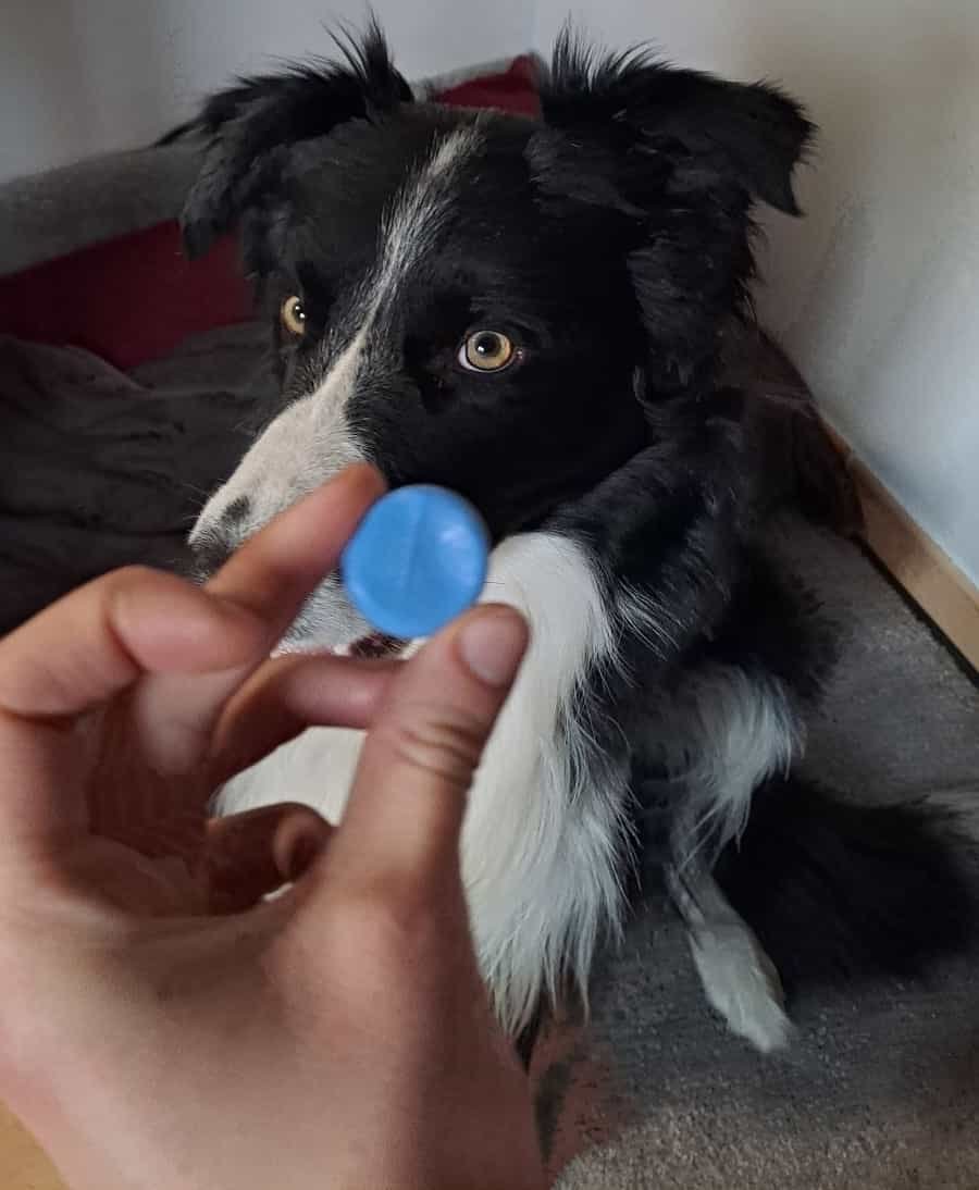 Chien avec sa maîtresse qui tient dans ses mains un moule en silicone avec lequel elle a prélevé l'empreinte de la truffe de son chien, après qu'elle s'est fait offrir un collier truffe par sa famille.