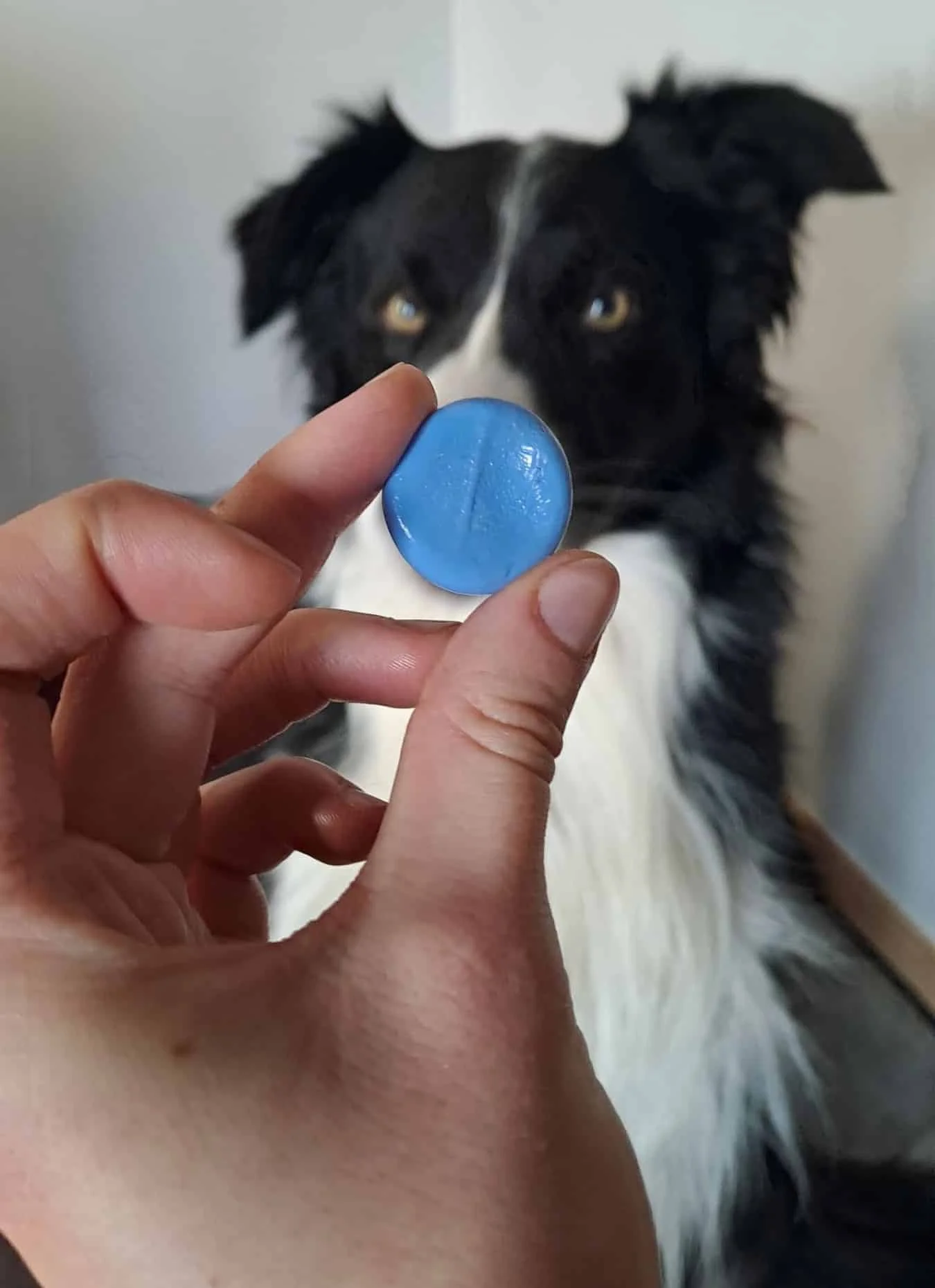 Une main tient le moule en silicone de l’empreinte de la truffe du chien, face à l’animal. C’est avec ce moule qu’est capturé l’empreinte truffe chien pour créer un bijou personnalisé et unique, symbole du lien maître animal.