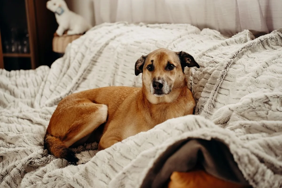 Un chien paisible repose sur un canapé. Sa maîtresse a transformé l’empreinte de sa truffe en bijou personnalisé. Ce bijou empreinte truffe chien, chargé d’affection, illustre un travail sur mesure et artisanal.
