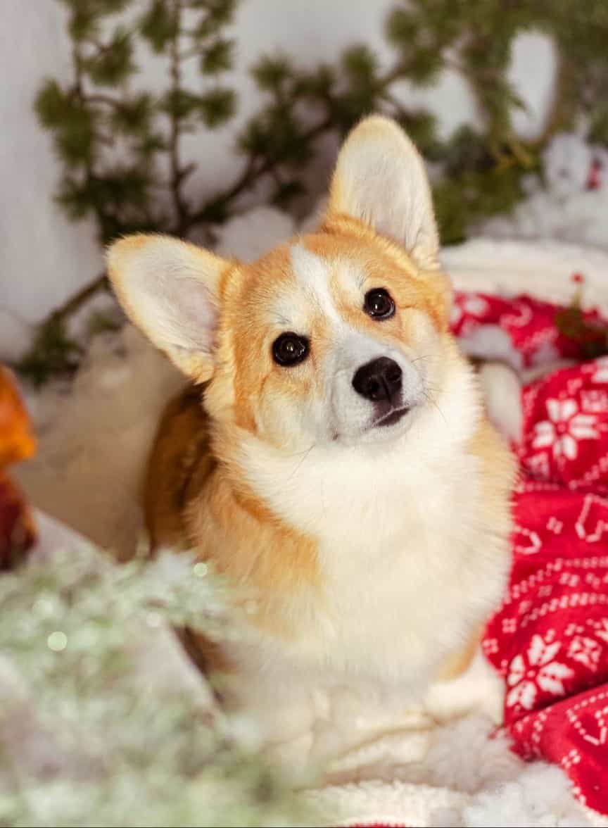 Crumpet, un welsh corgi, a laissé son empreinte de truffe sur une bague truffe un peu spéciale, car c’est une bague avec l’empreinte de truffe d’un chat également.