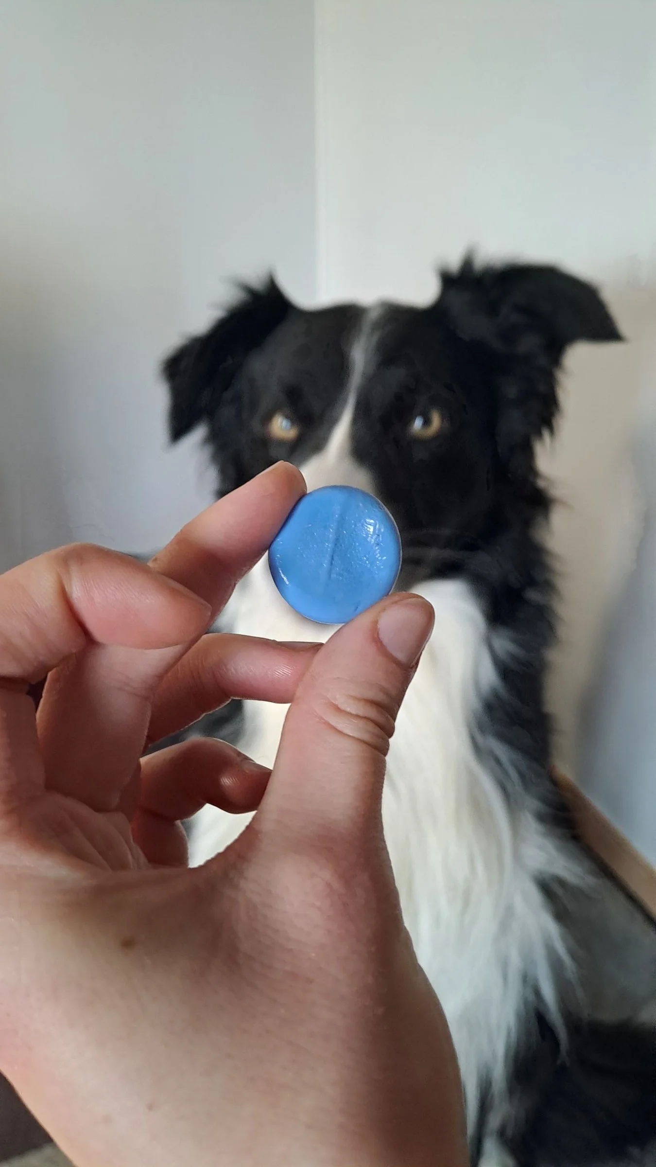 Une main tient le moule en silicone de l’empreinte de la truffe du chien, face à l’animal. C’est avec ce moule qu’est capturé l’empreinte truffe chien pour créer un bijou personnalisé et unique, symbole du lien maître animal.