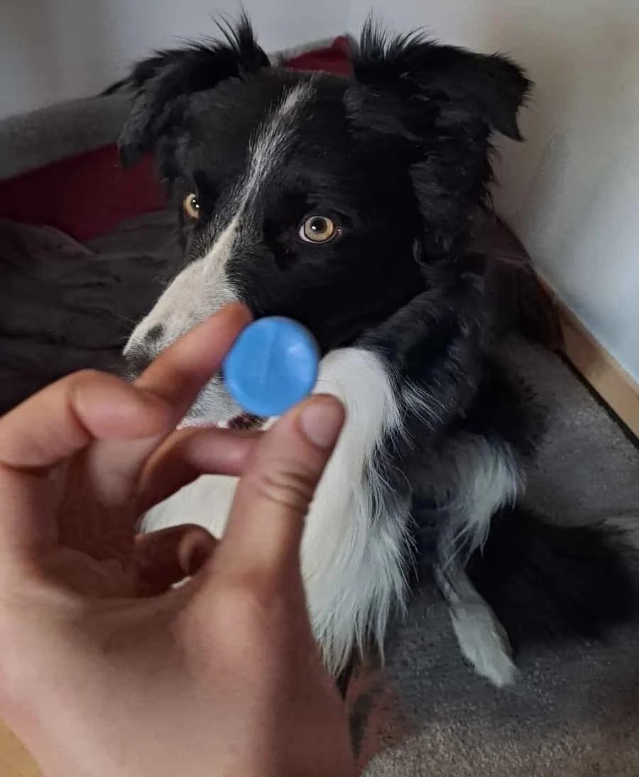pour la création d’un collier empreinte de chien, Buck, un border collie, a gentiment prêté l’empreinte de sa truffe pour créer un cadeau surprise, un pendentif empreinte de chien jouant sur l’asymétrie.